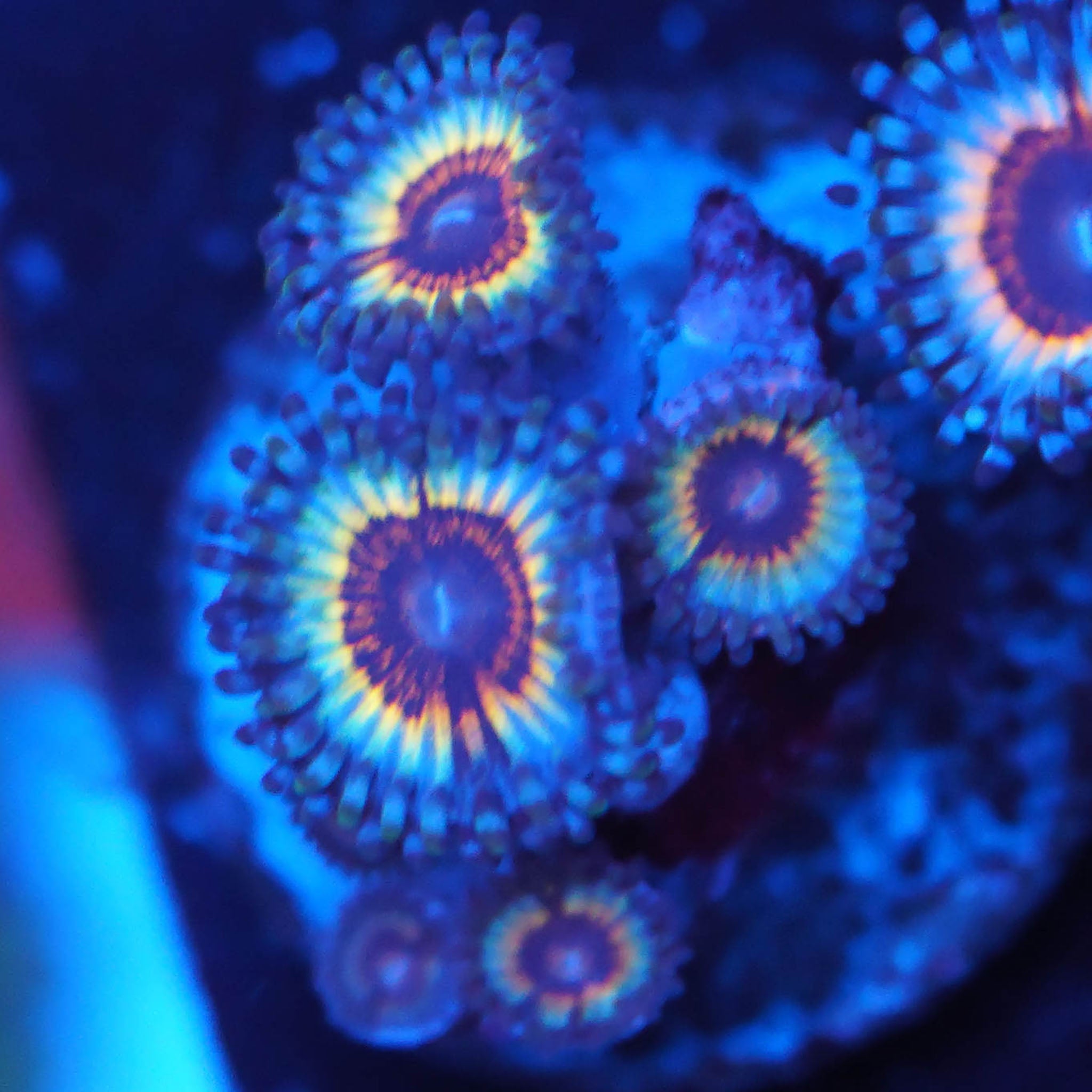 Zoanthus Sonic Flare Korallenableger bei Blaulicht