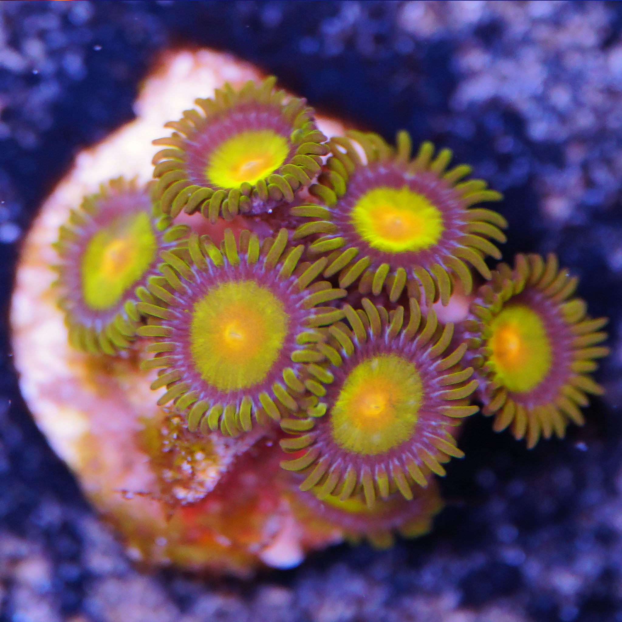 Zoanthus Tutti Frutti Korallenableger aus Nachzucht bei Tageslicht