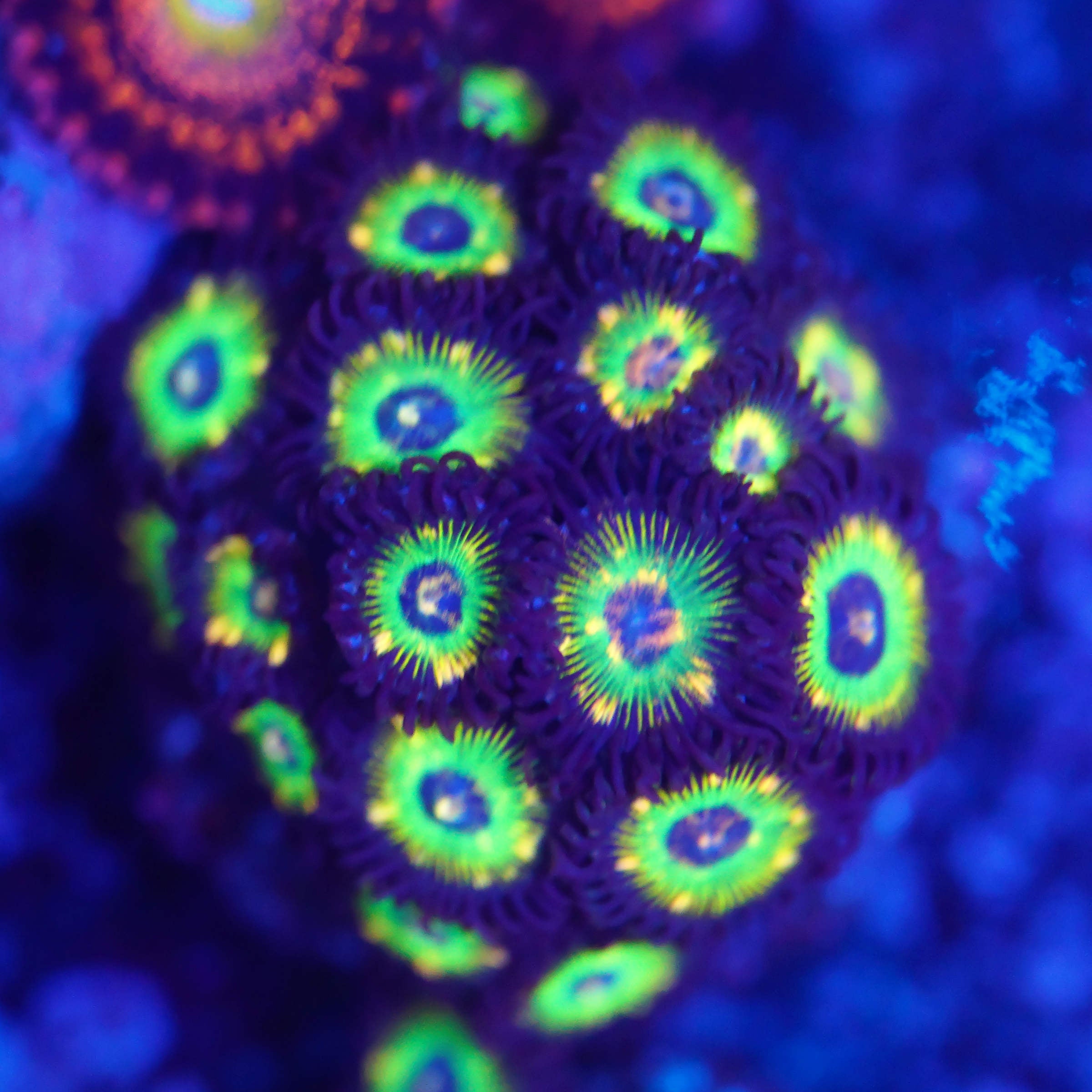 Zoanthus brazilian flag