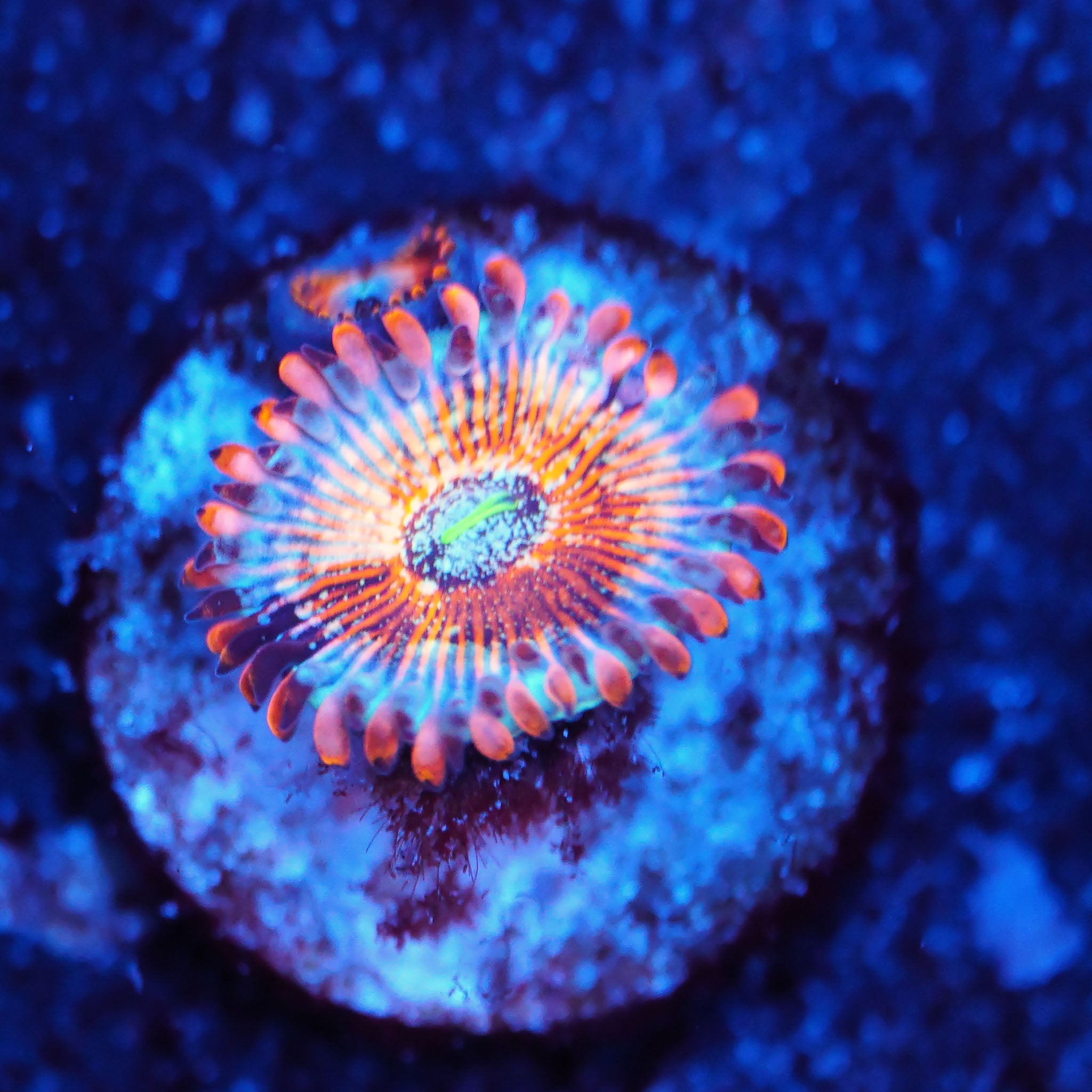 Zoanthus Seduction Korallenableger bei Tageslicht