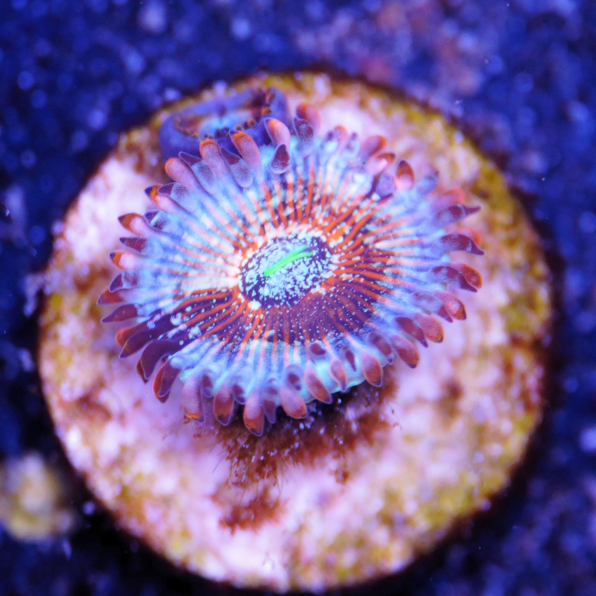 Zoanthus Seduction Korallenableger bei Tageslicht