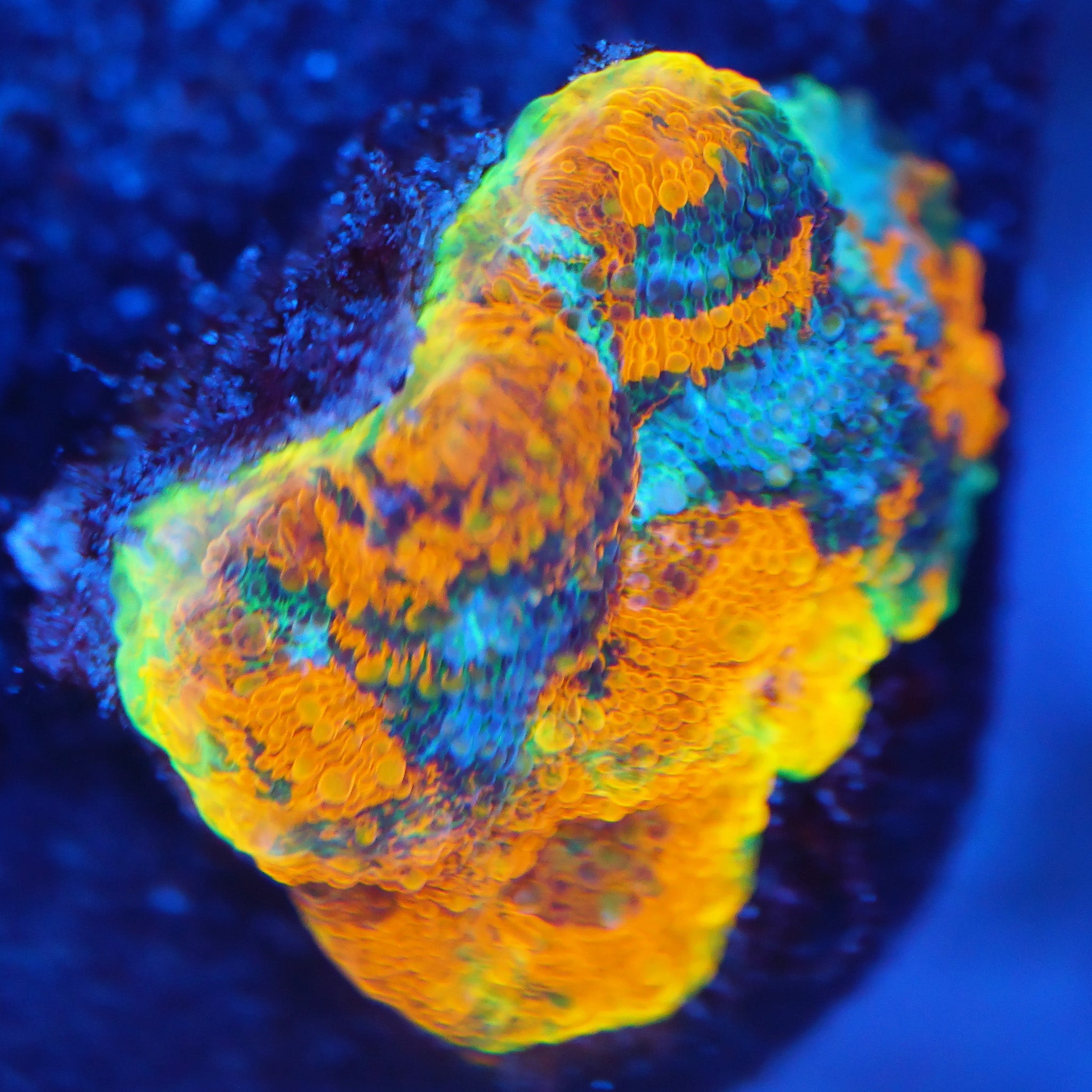 Acanthastrea Echinata Rainbow - Nachzuchtkoralle