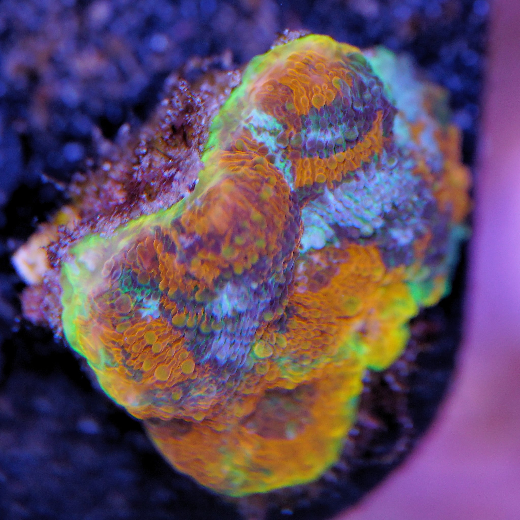 Acanthastrea Echinata Rainbow - Nachzuchtkoralle