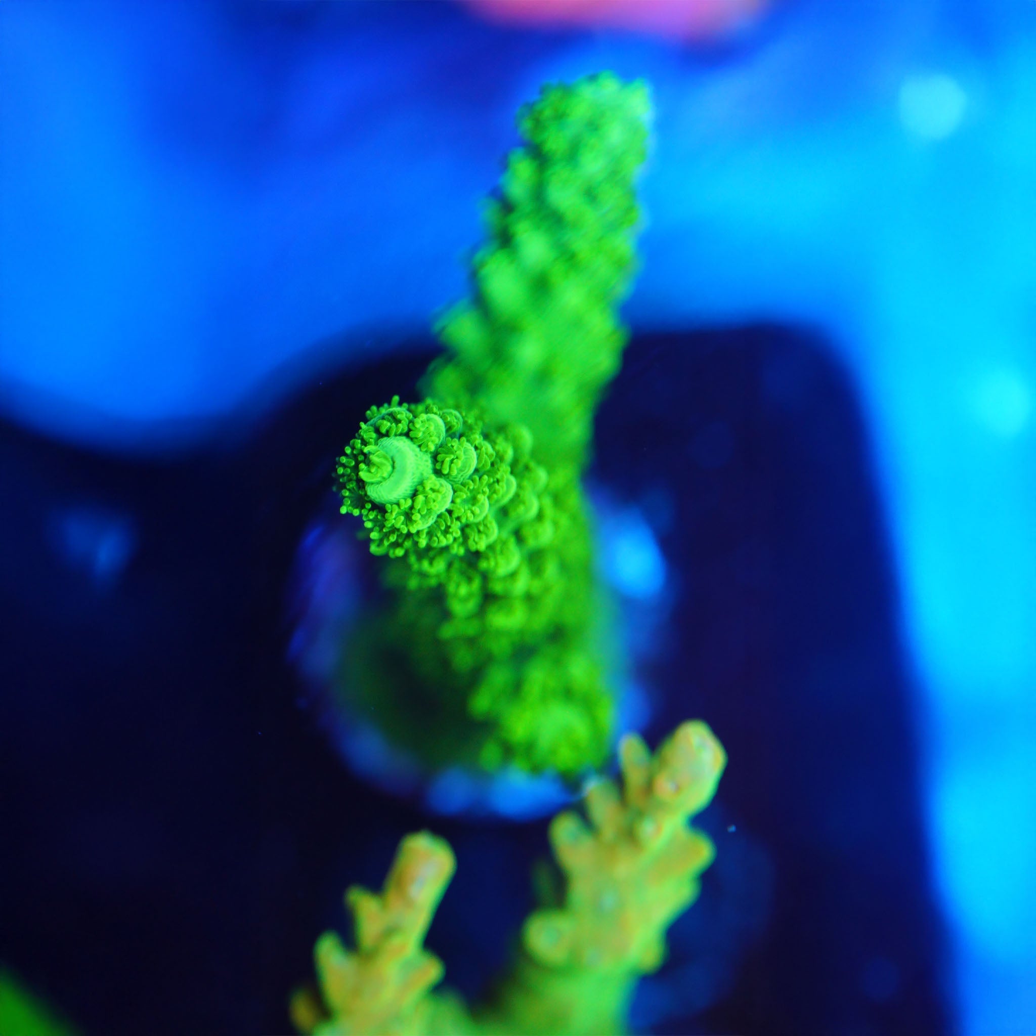 Acropora Enzmann Green Slimer - Nachzuchtkoralle