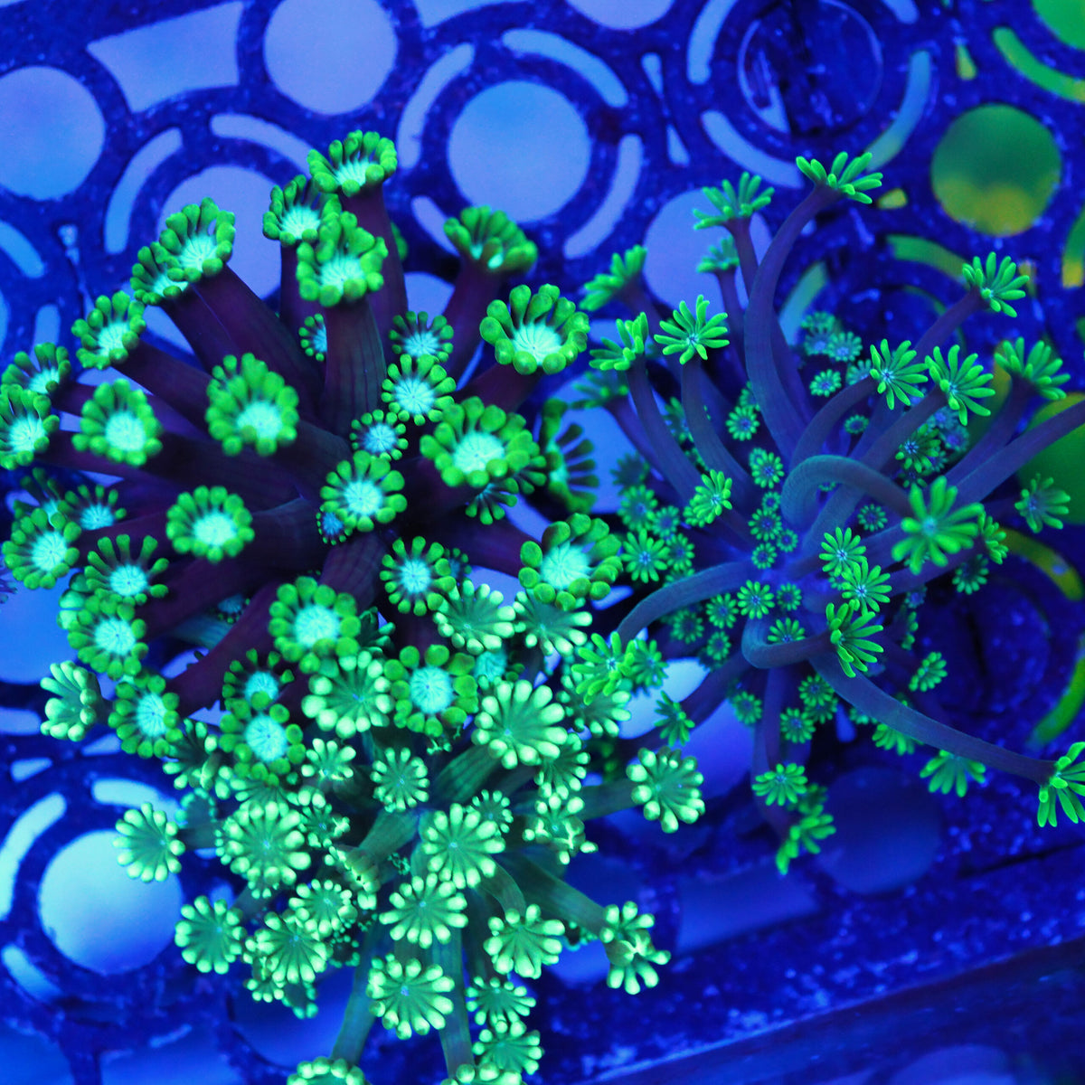 Alveopora green MIX WYSIWYG
