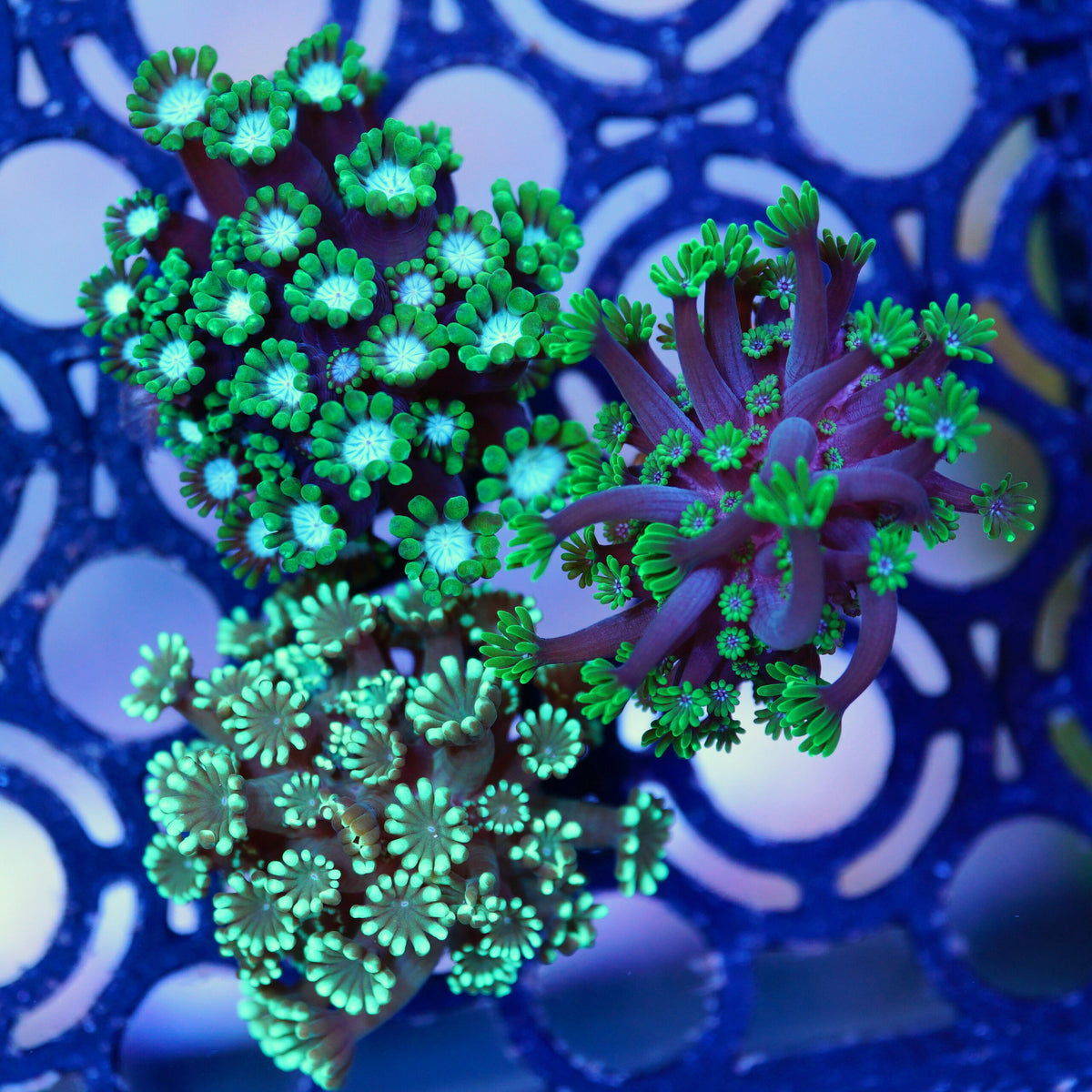 Alveopora green MIX WYSIWYG