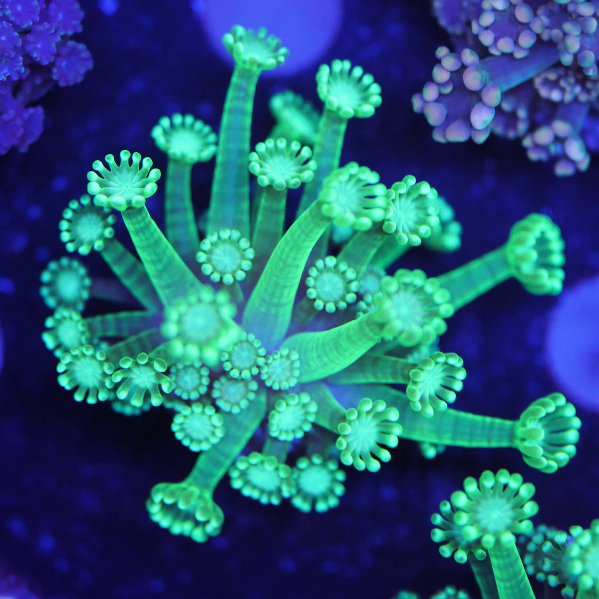Alveopora neon grün