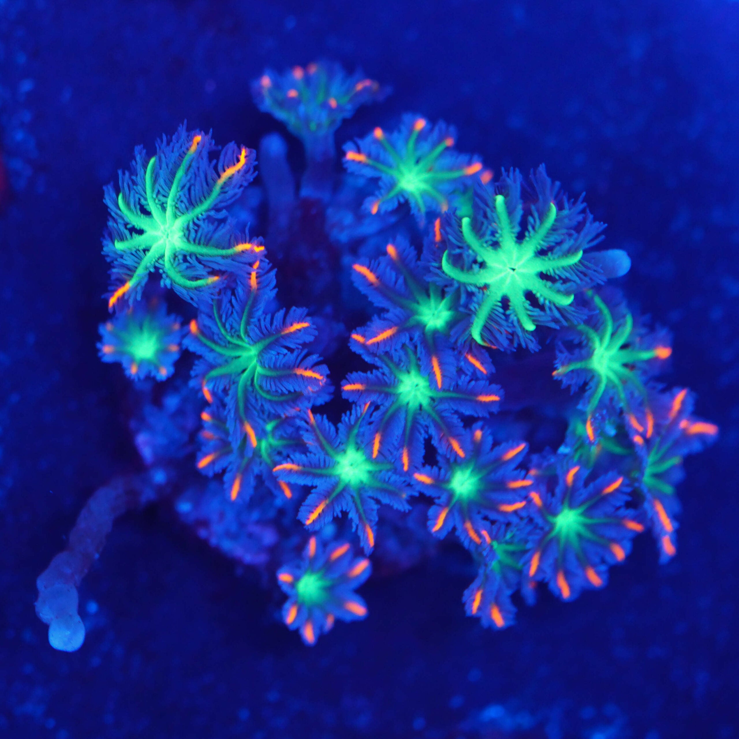 Clavularia tri-color