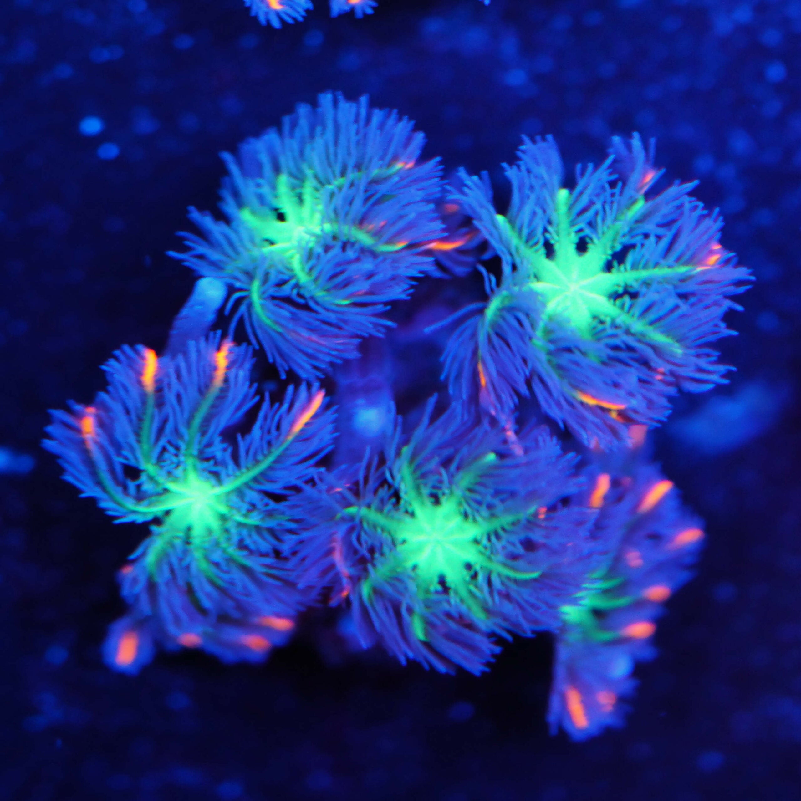 Clavularia tri-color