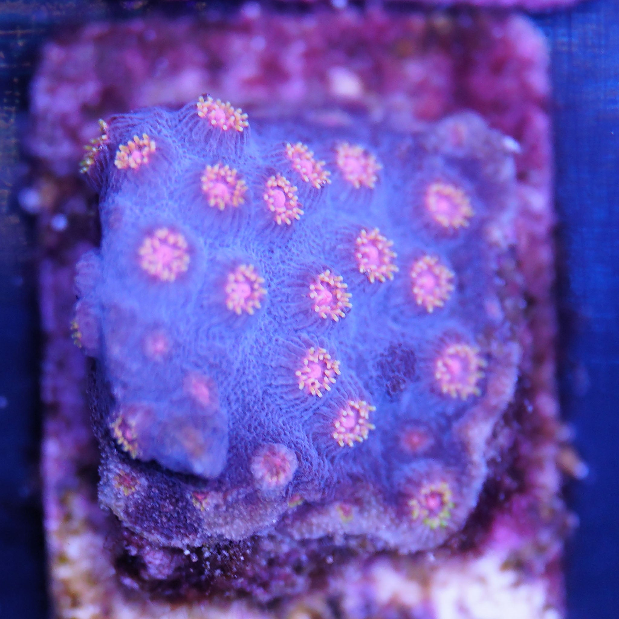 Cyphastrea blau orange - Nachzuchtkoralle