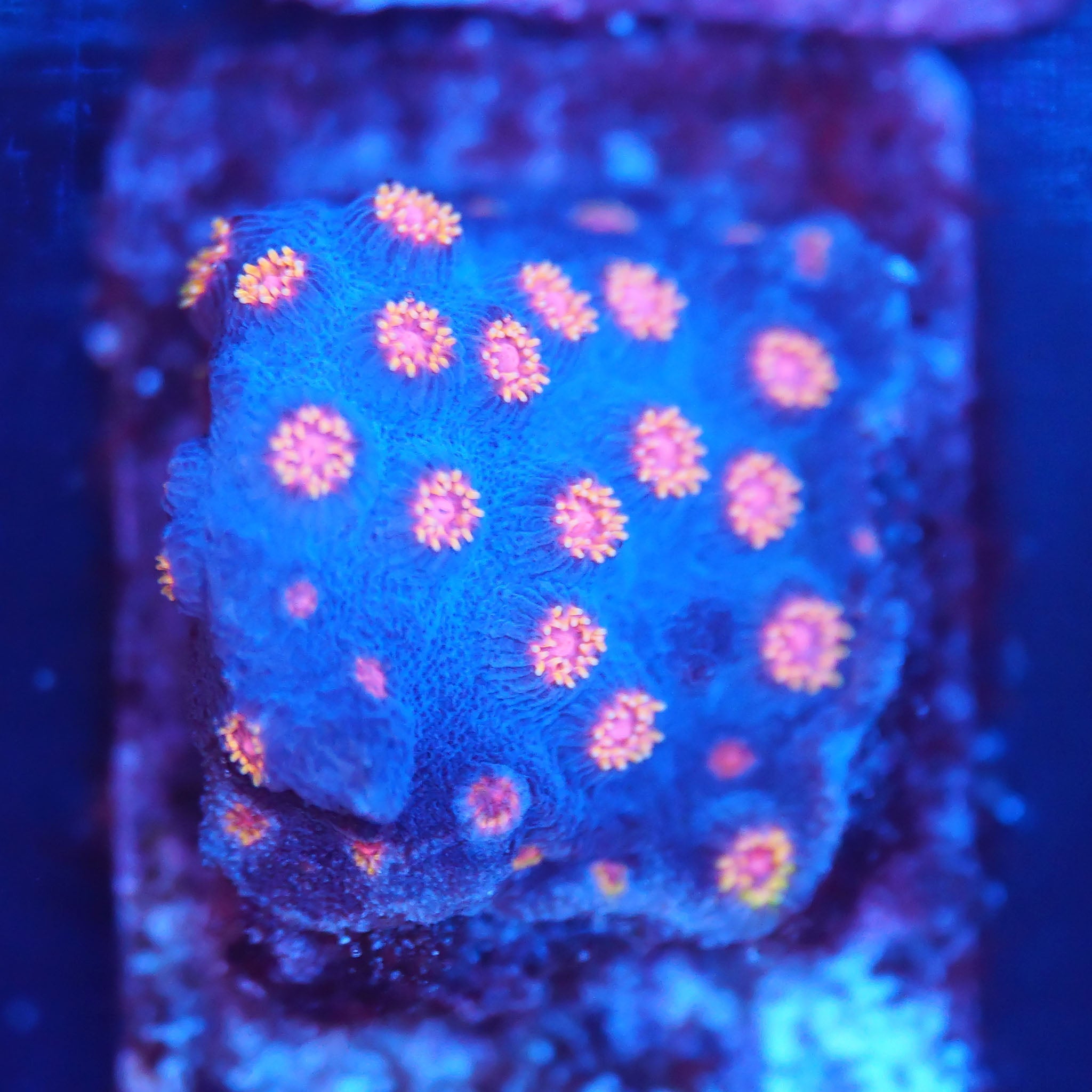 Cyphastrea blau orange - Nachzuchtkoralle