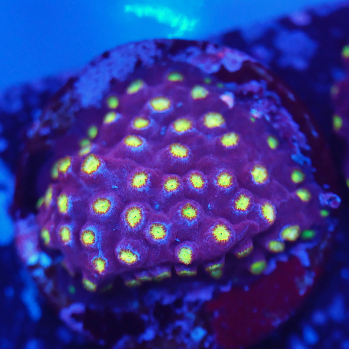 Cyphastrea bling bling