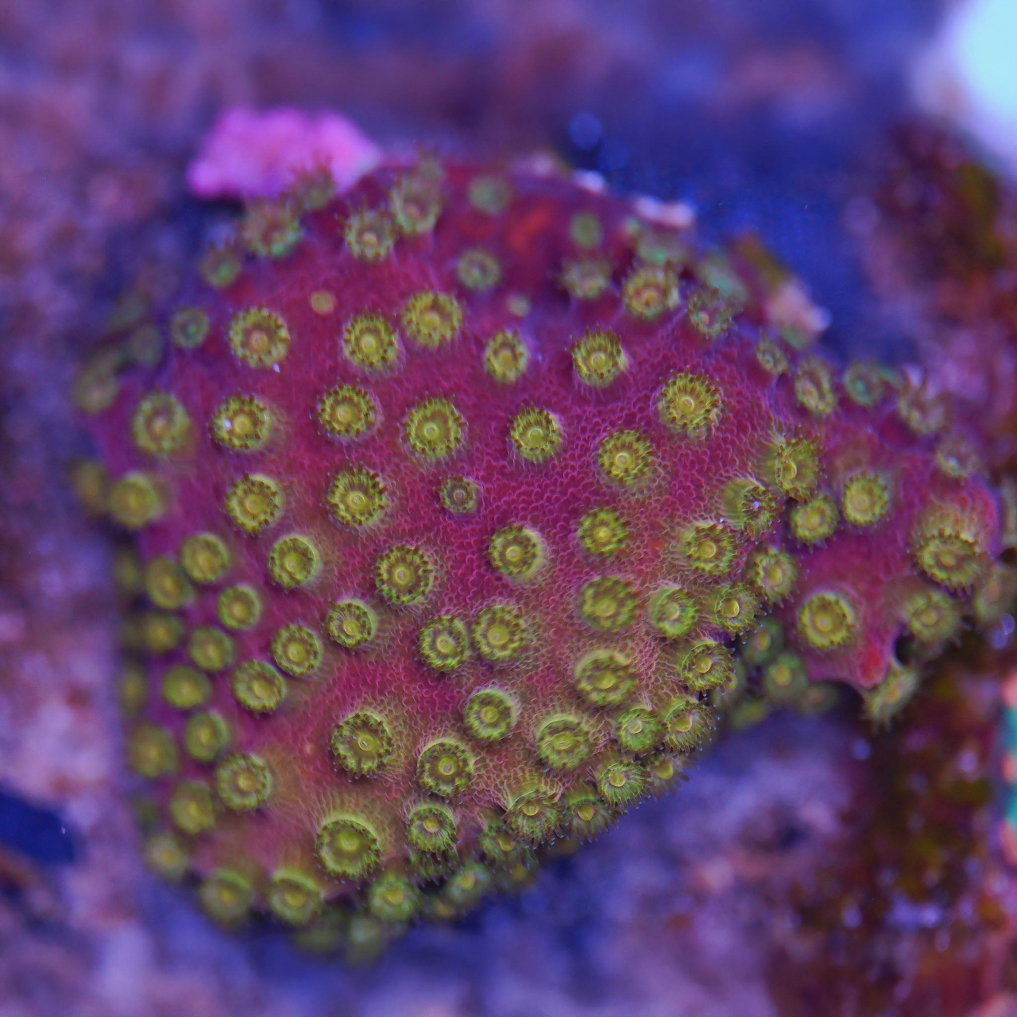 Cyphastrea gold - Nachzuchtkoralle