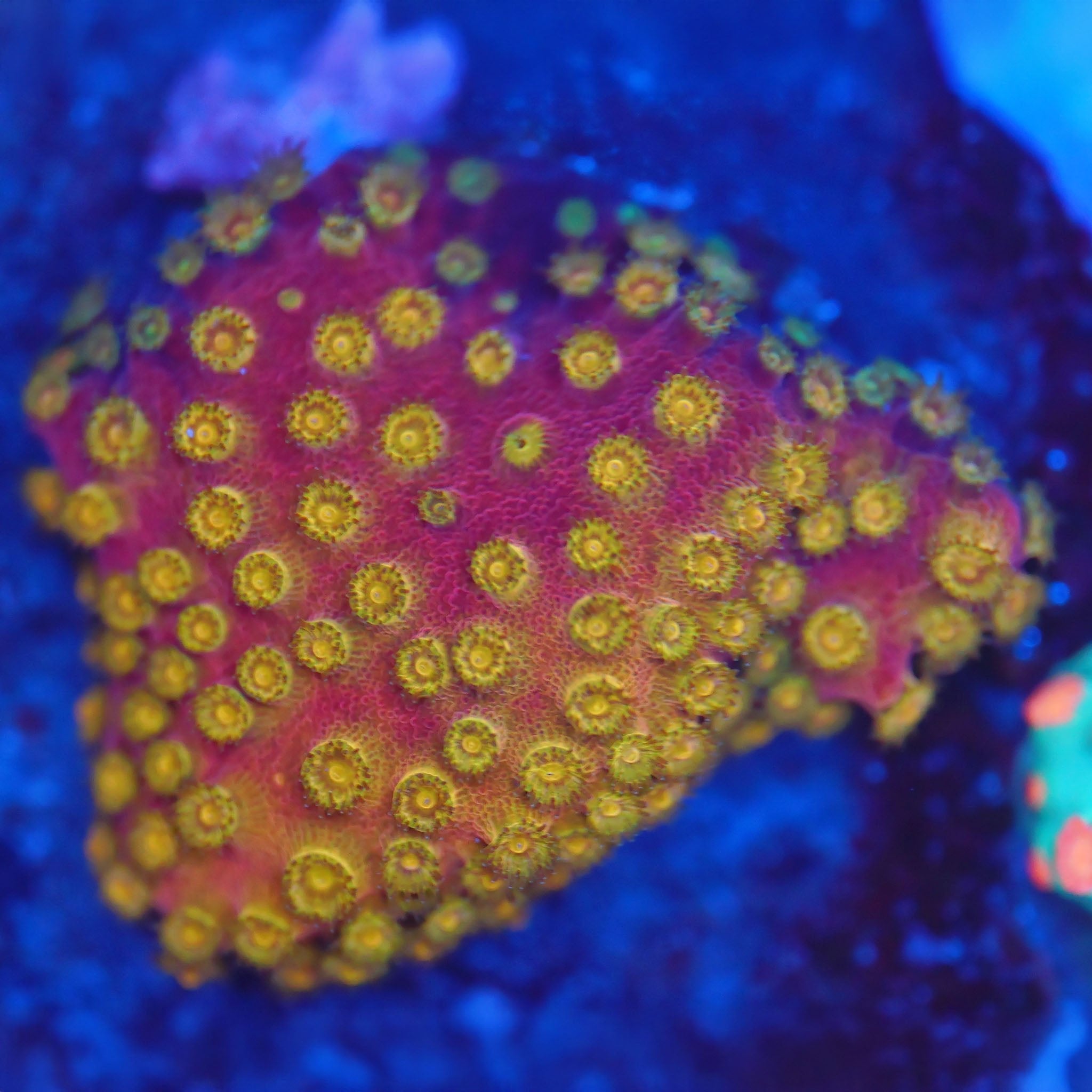 Cyphastrea gold - Nachzuchtkoralle