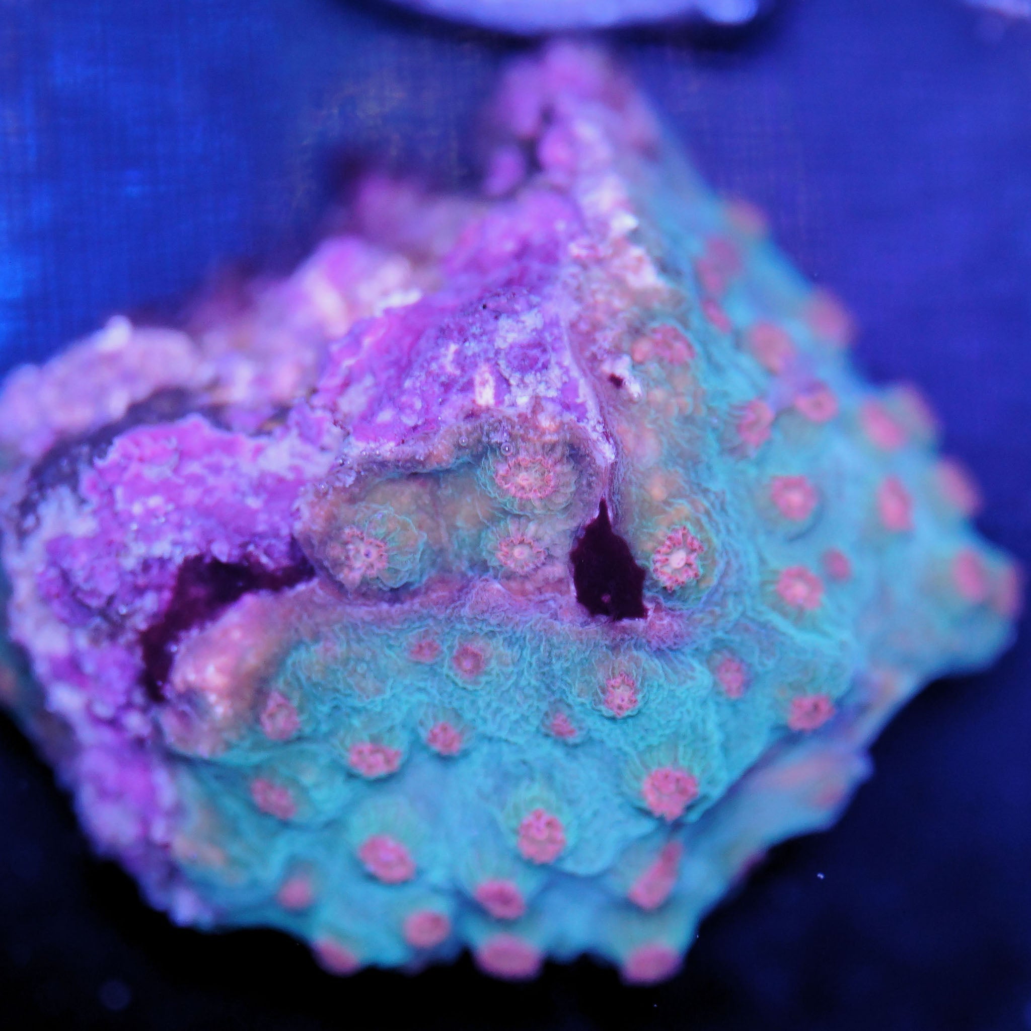 Cyphastrea meteor shower - Nachzuchtkoralle