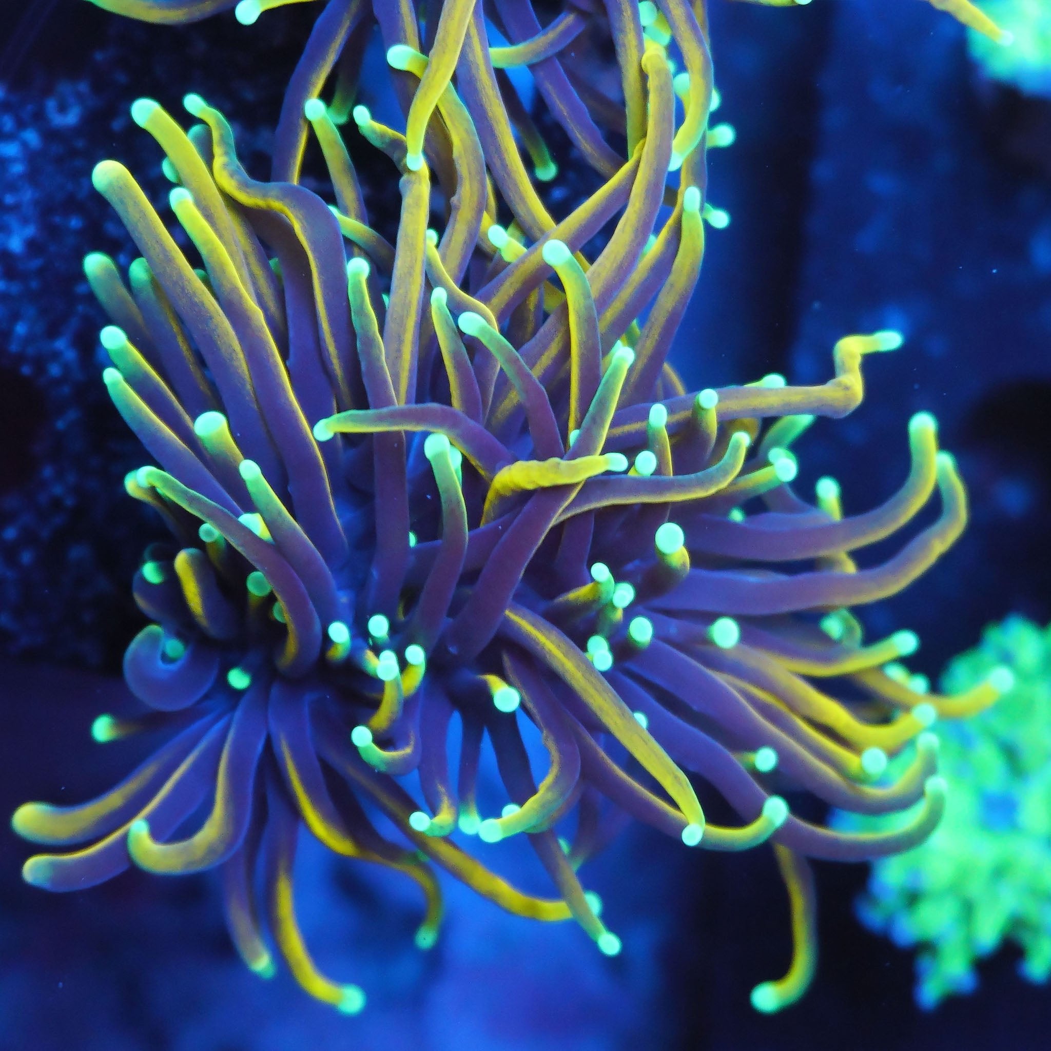 Euphyllia Glabrescens Dragon Soul - Nachzuchtkoralle