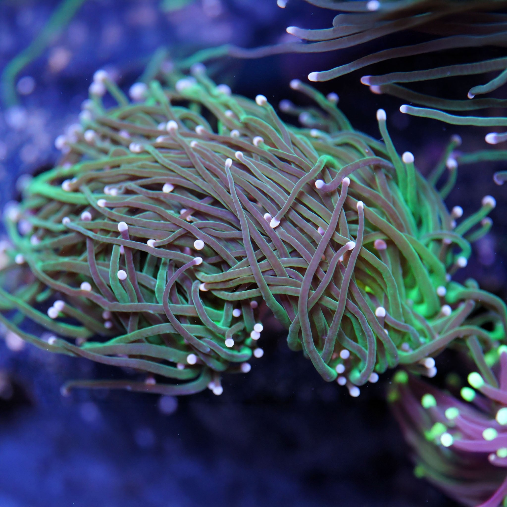 Euphyllia Glabrescens grün, neon center - Nachzuchtkoralle