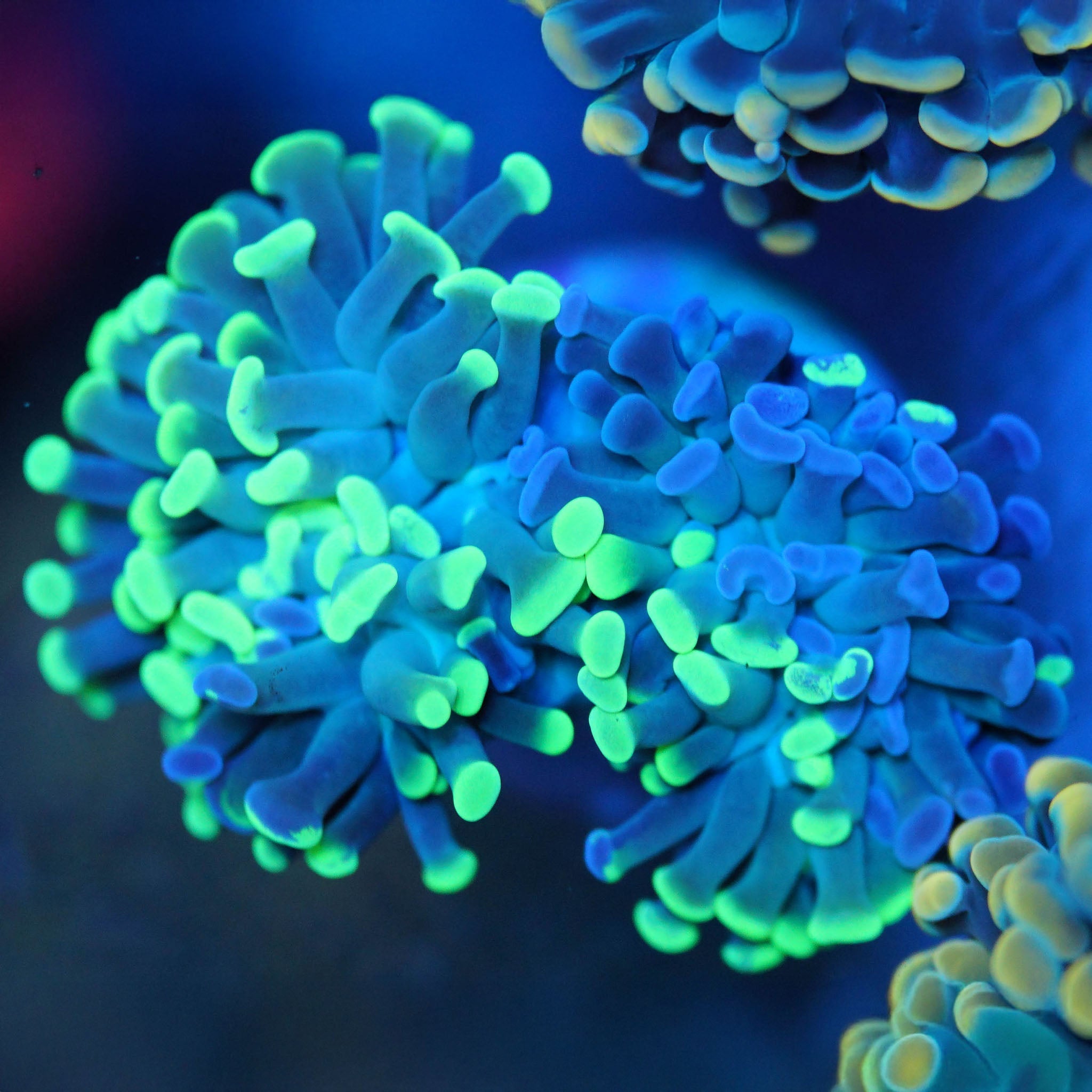 Euphyllia Paraancora bicolor - Nachzuchtkoralle