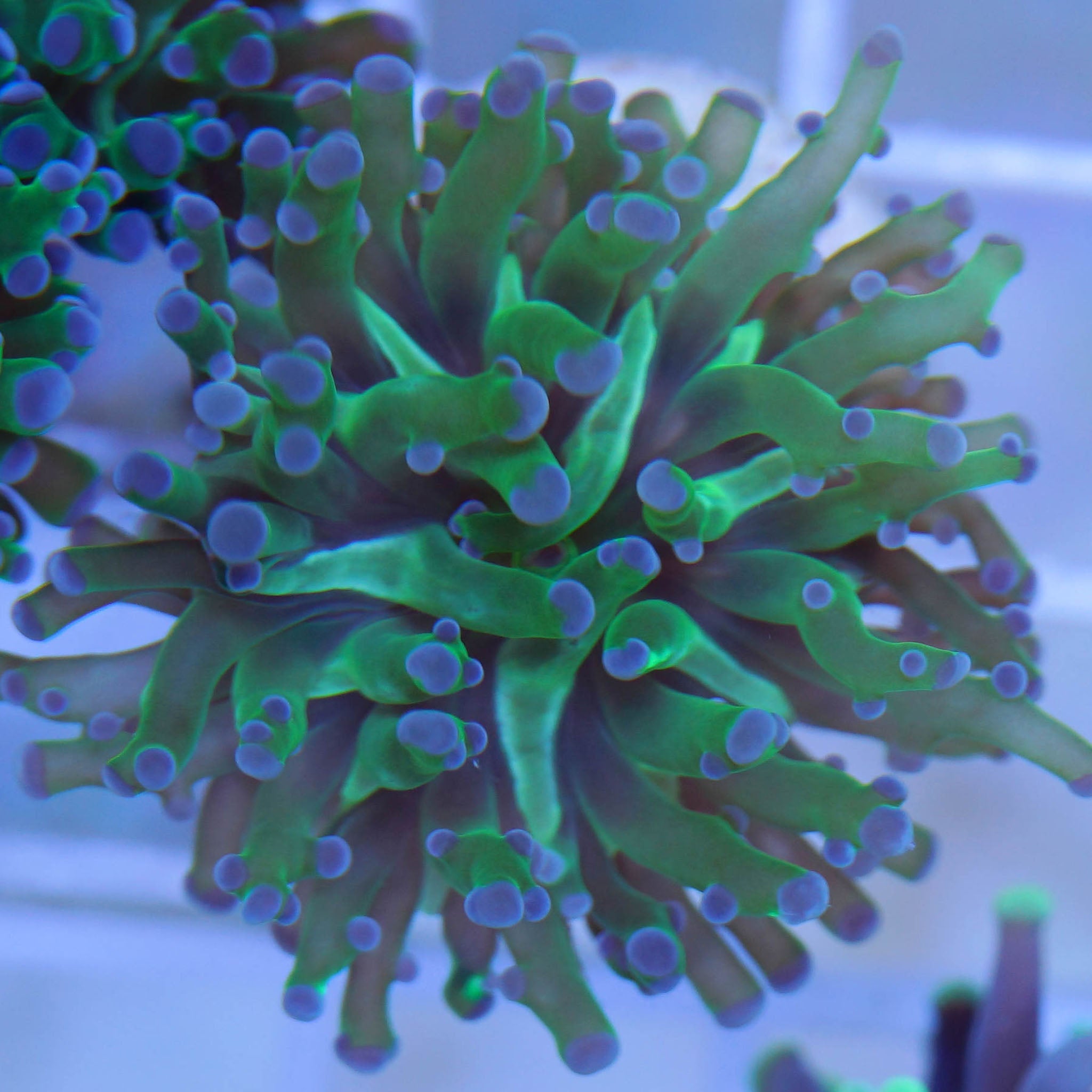 Euphyllia paradivisa bicolor - Nachzuchtkoralle