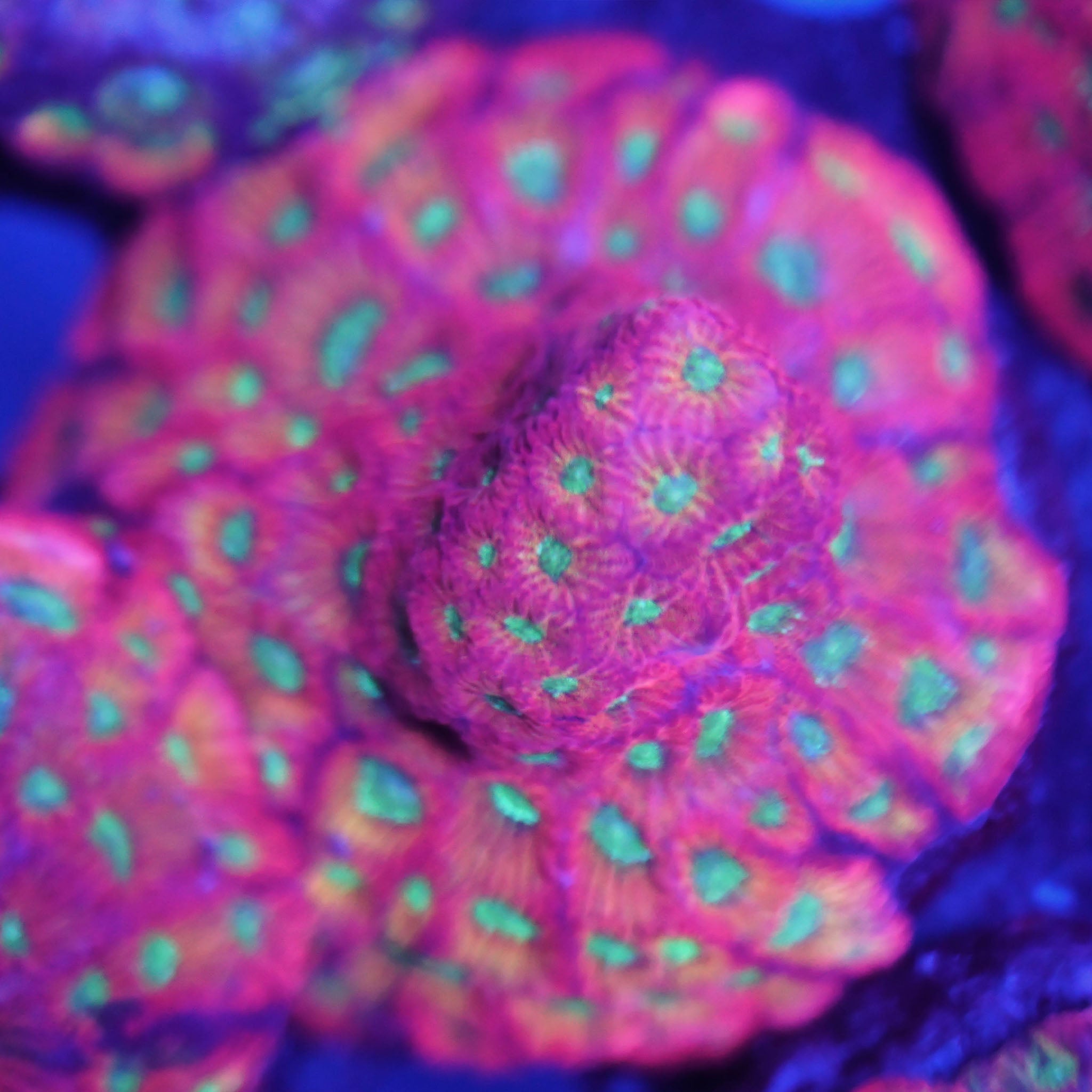 Favia day glow XL - Nachzuchtkoralle