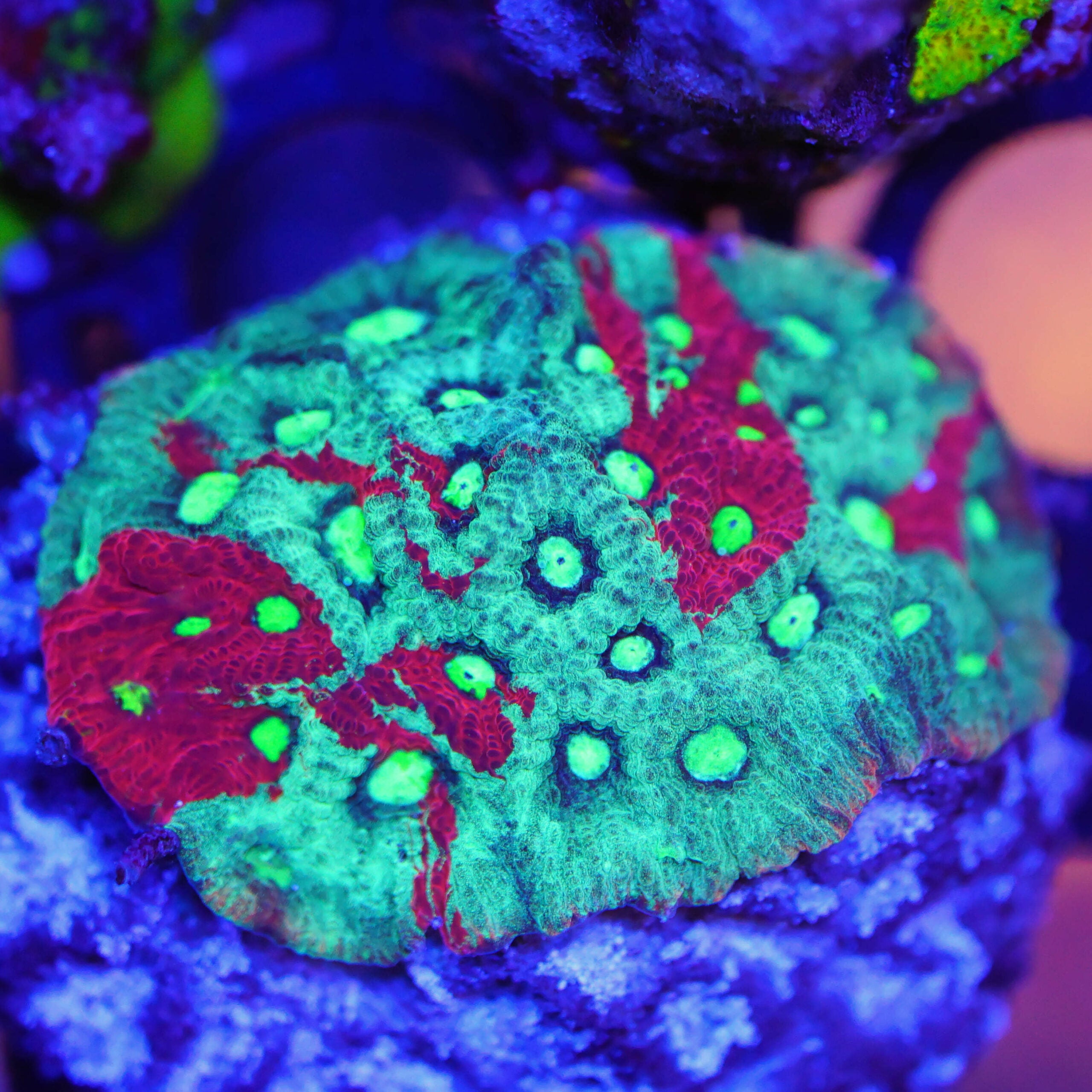Favites war coral WYSIWYG