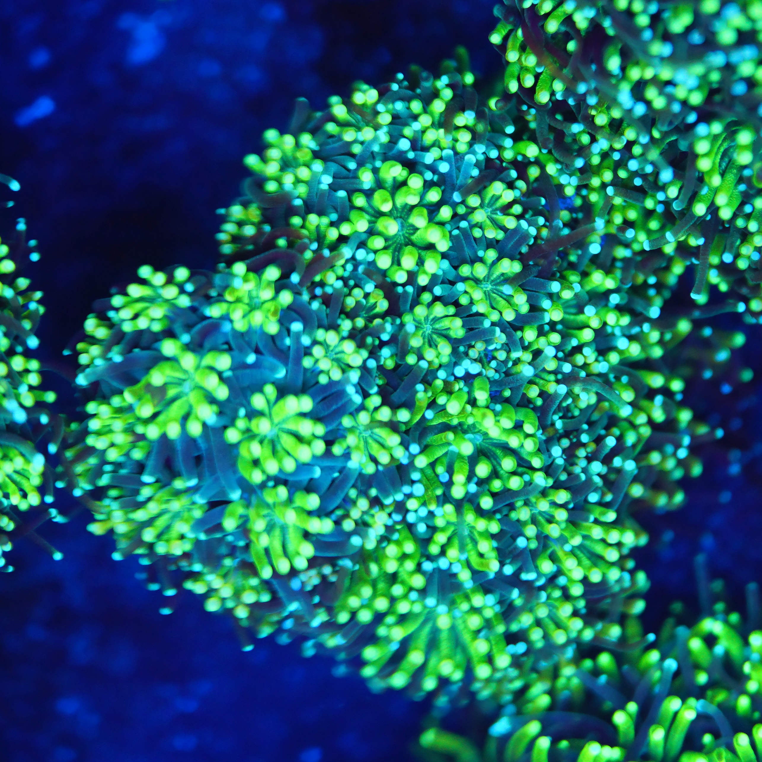 Galaxea Kristallkoralle - Nachzuchtkoralle