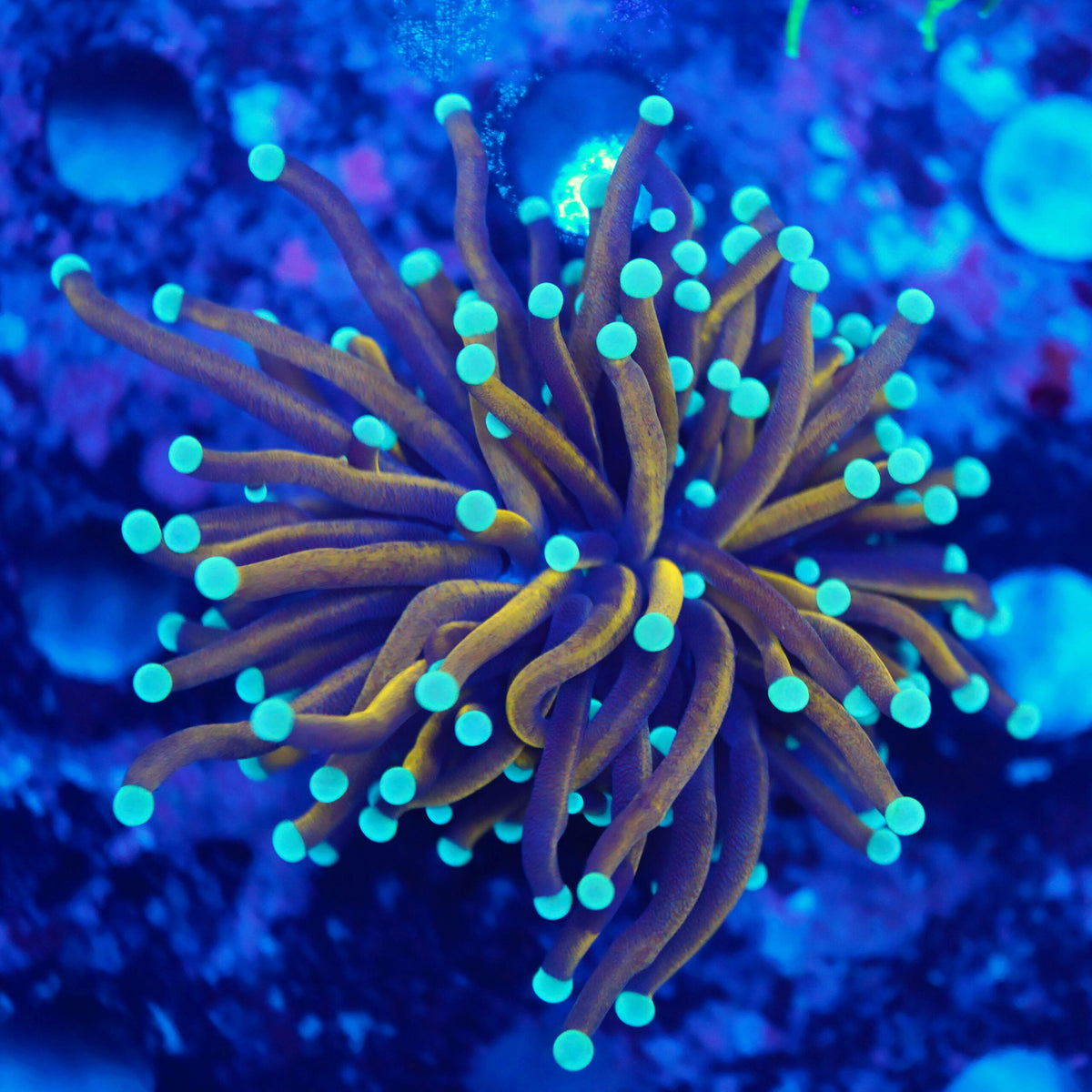Euphyllia glabrescens 24k WYSIWYG