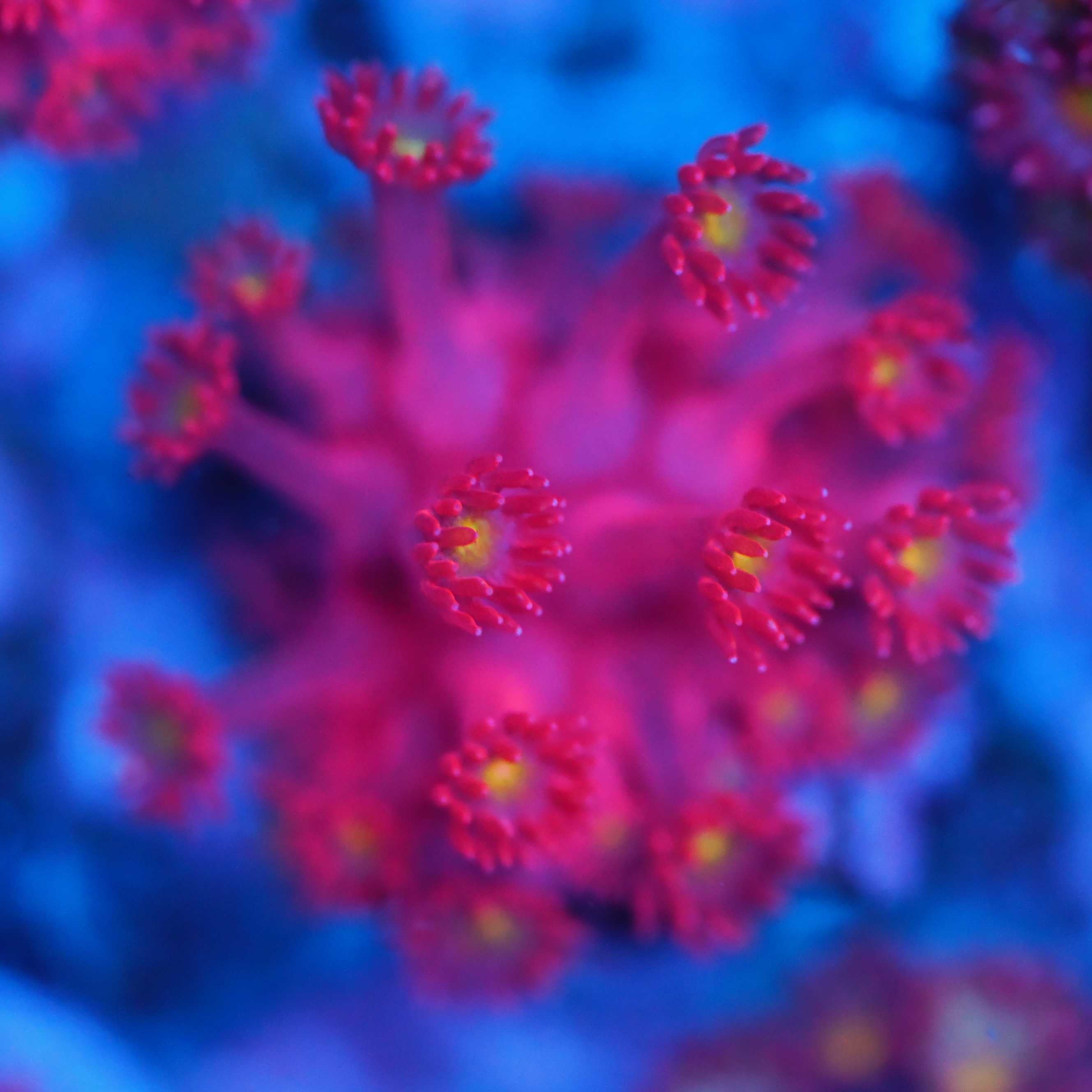 Goniopora / Bernadpora "flash" - Nachzuchtkoralle