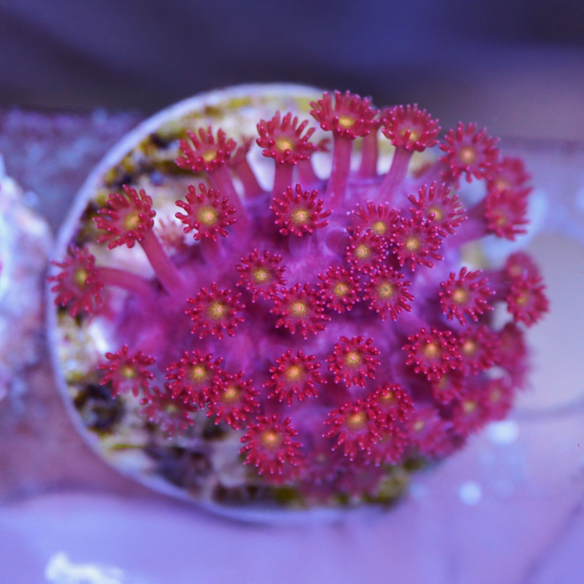 Goniopora / Bernadpora "flash" - Nachzuchtkoralle