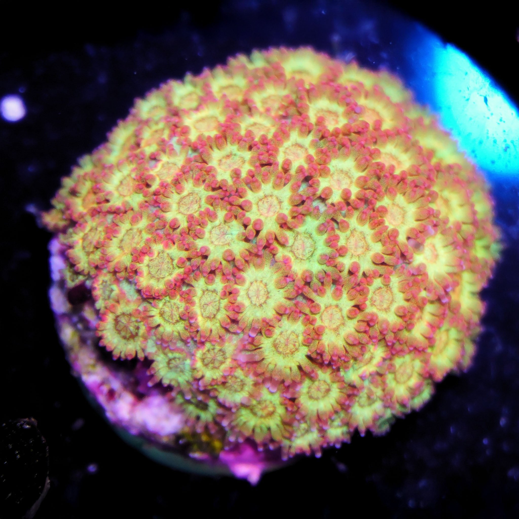 Goniopora / Bernadpora "gold nugget" - Nachzuchtkoralle