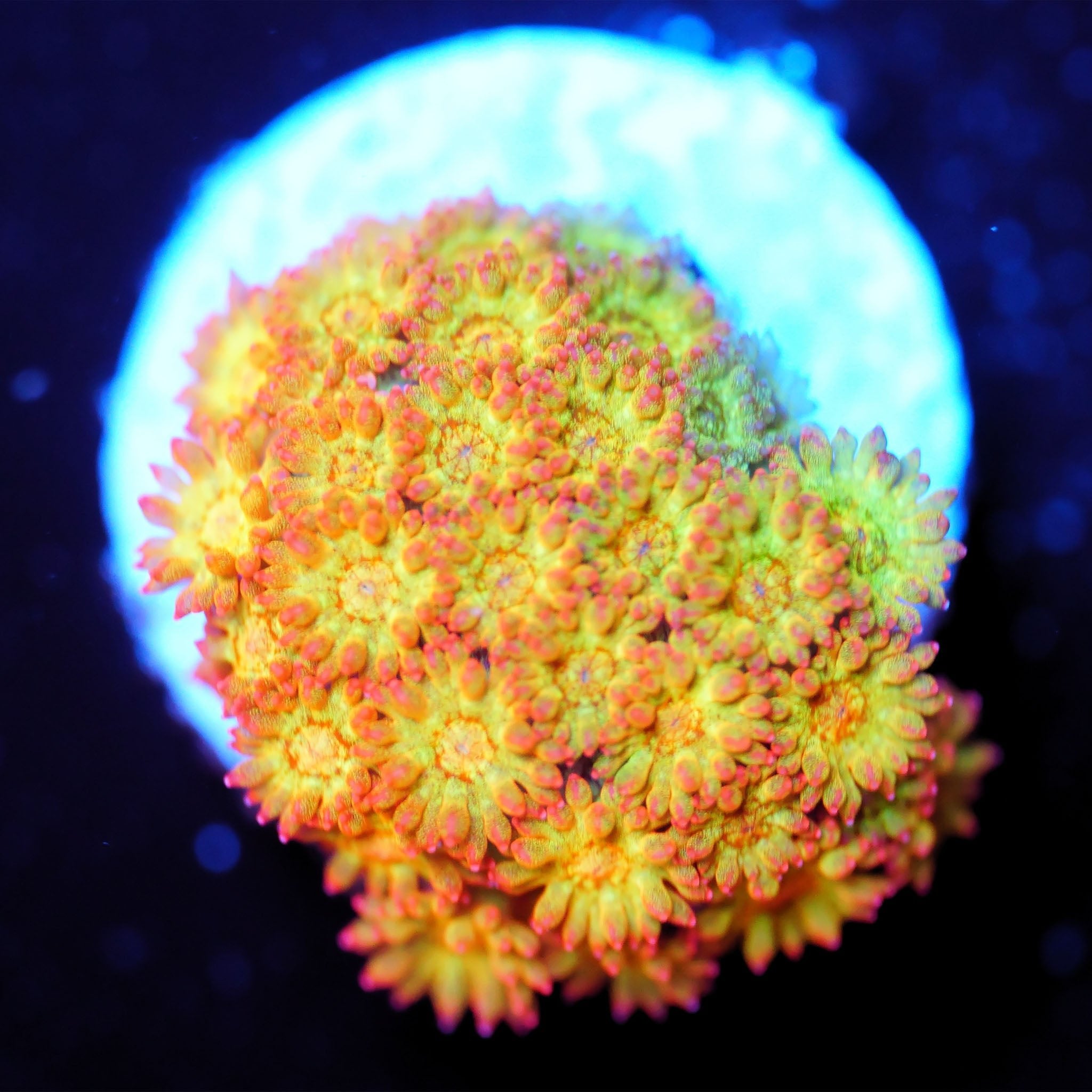 Goniopora / Bernadpora "gold nugget" - Nachzuchtkoralle