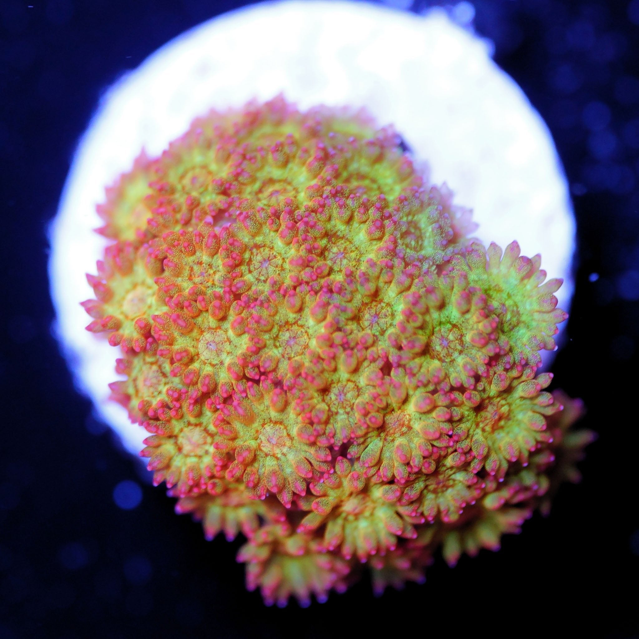 Goniopora / Bernadpora "gold nugget" - Nachzuchtkoralle