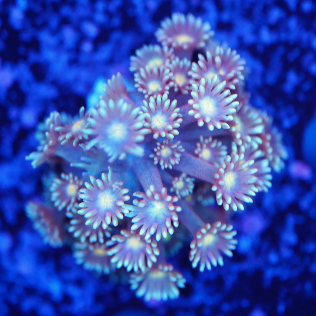 Goniopora leopard