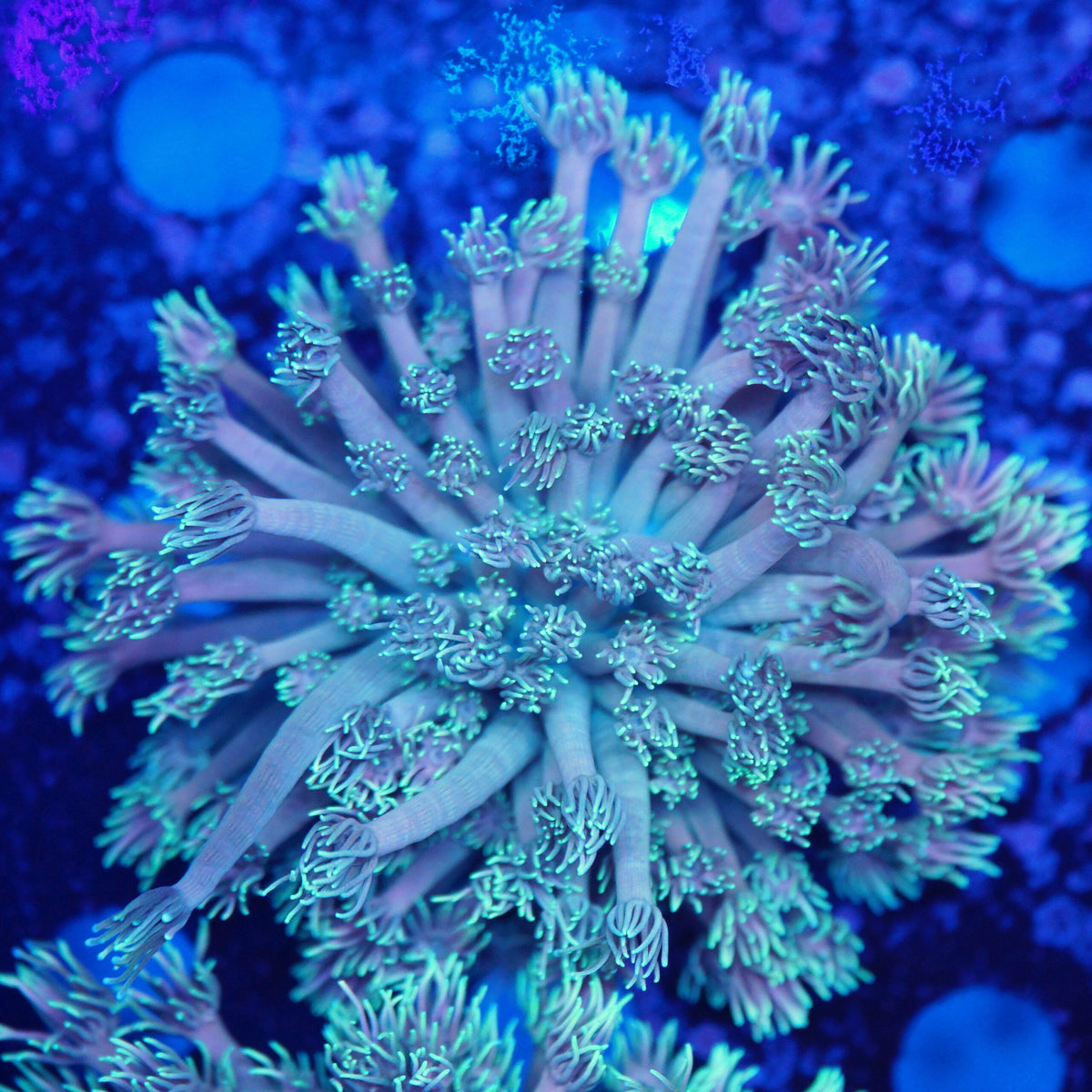 Goniopora pinkish