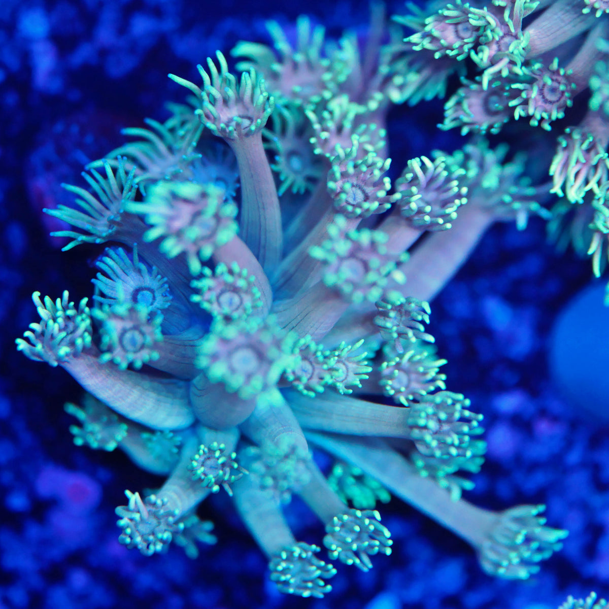 Goniopora pinkish