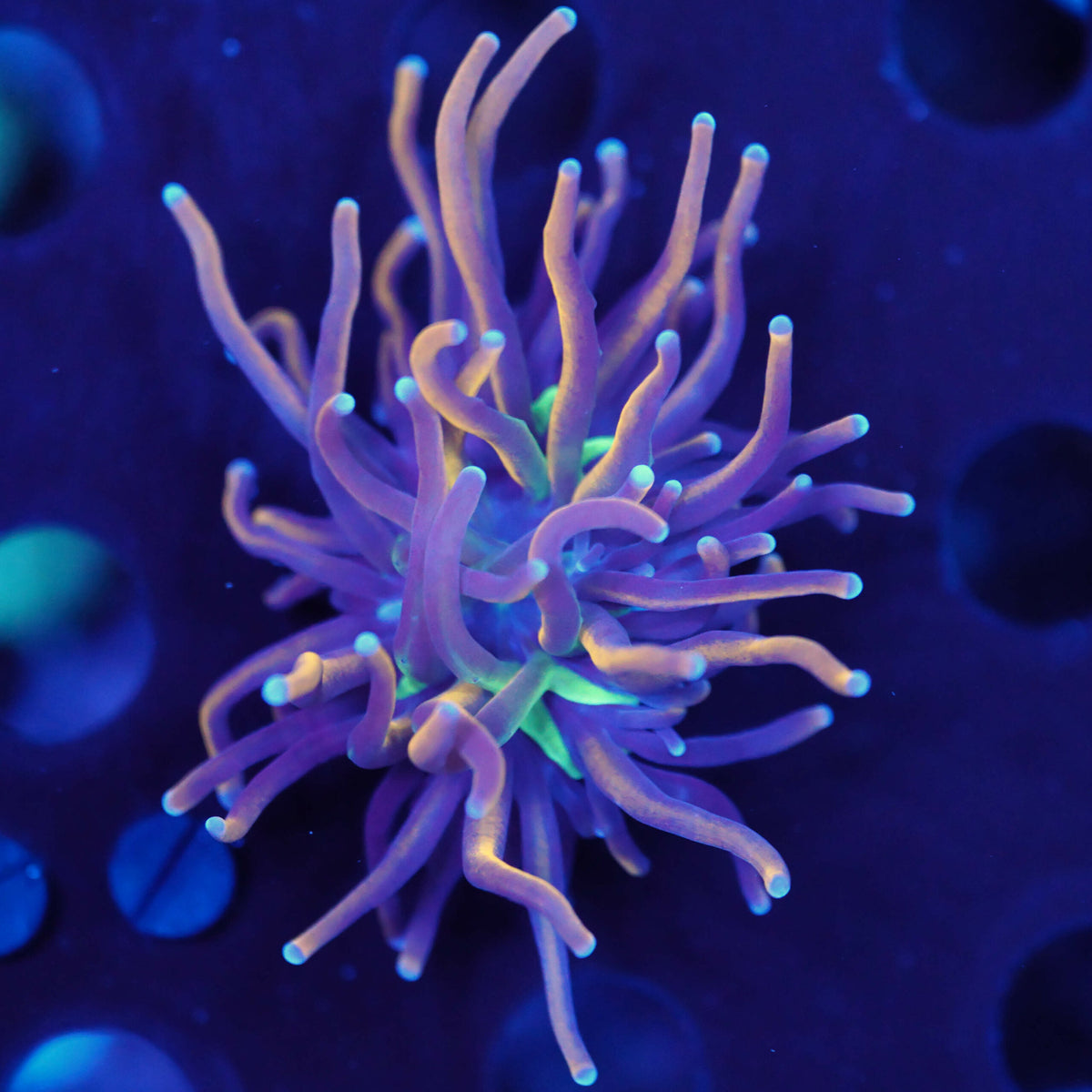 Euphyllia glabrescens NY Knicks