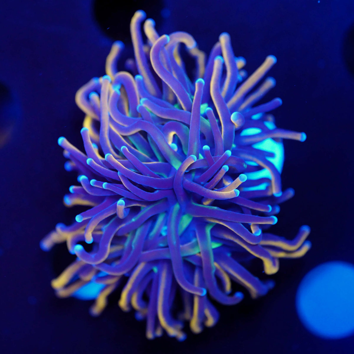 Euphyllia glabrescens NY Knicks