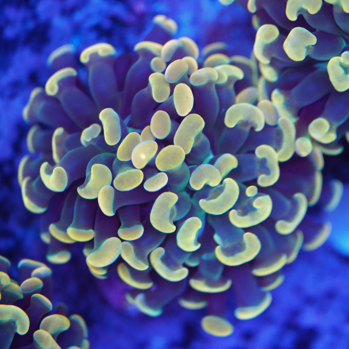 Euphyllia paraancora bronze gold