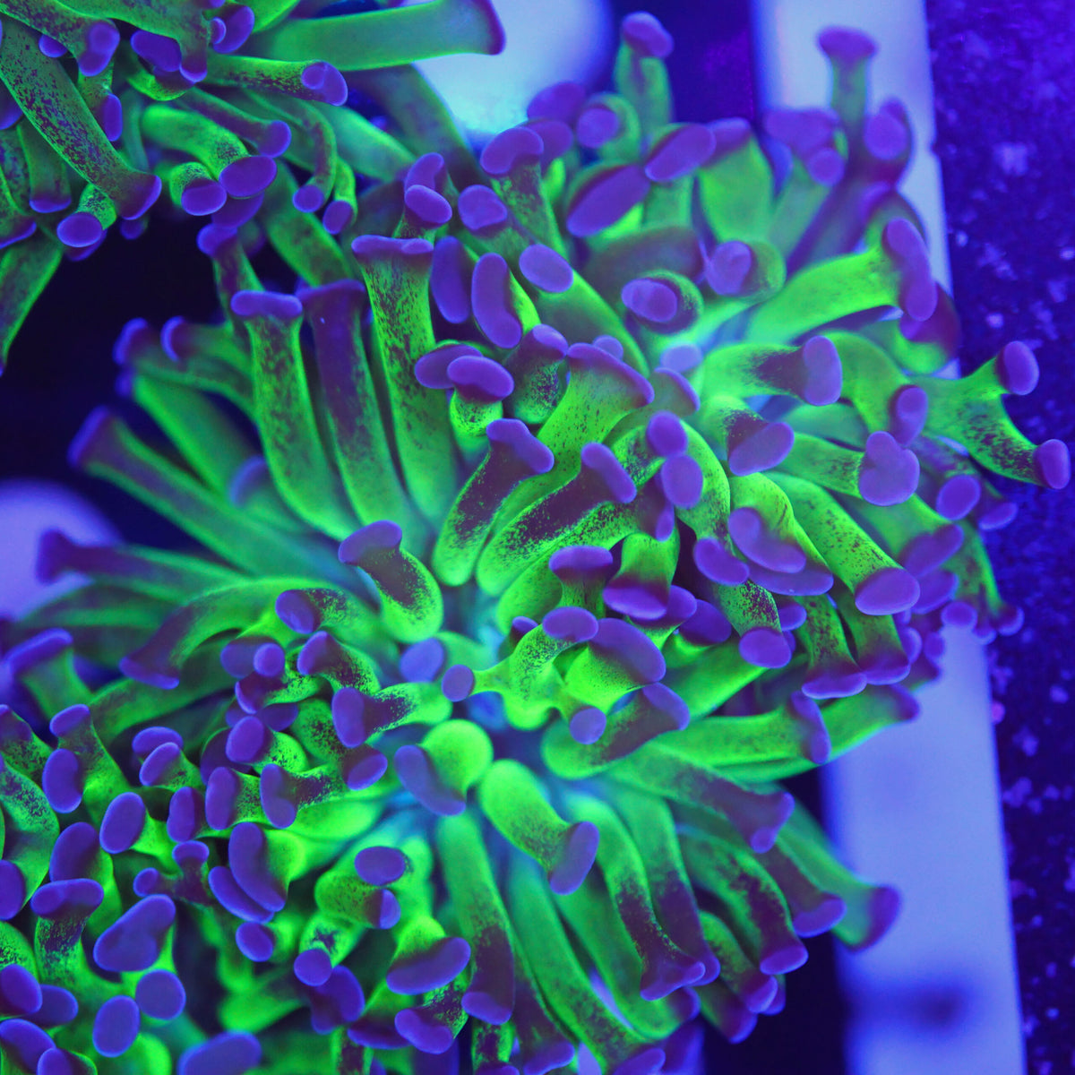 Euphyllia paraancora violett grün