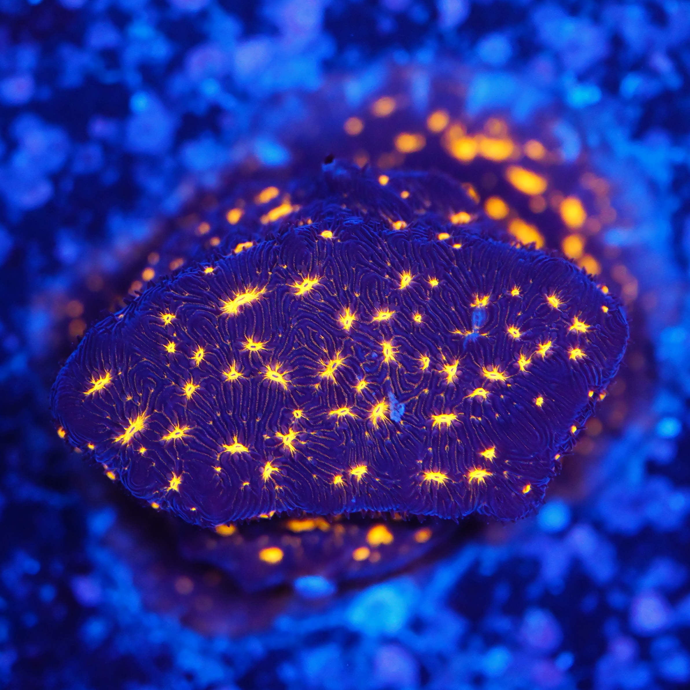 Psammocora fireworks