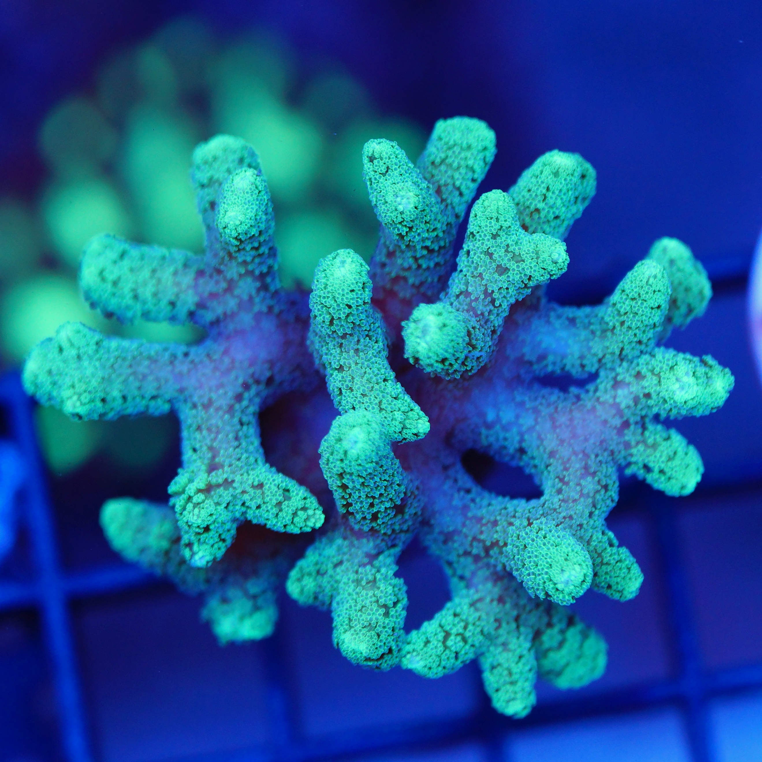 Seriatopora caliendrum grün WYSIWYG