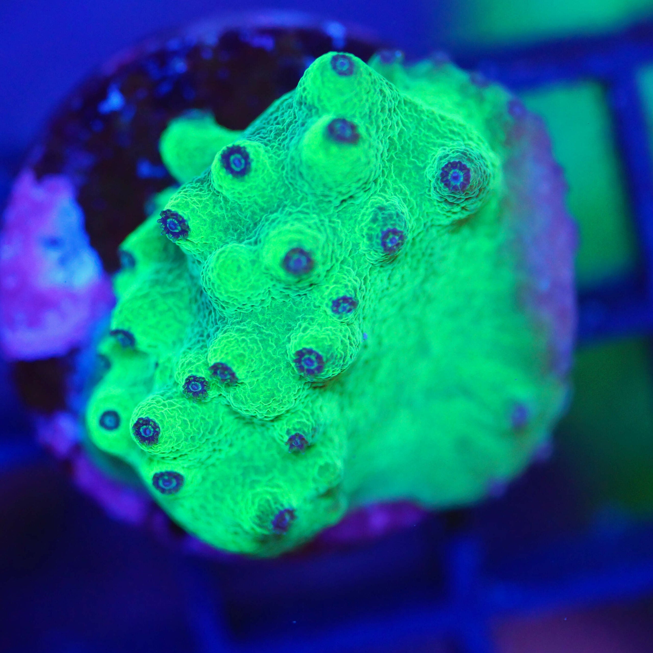 Turbinaria reniformis grün