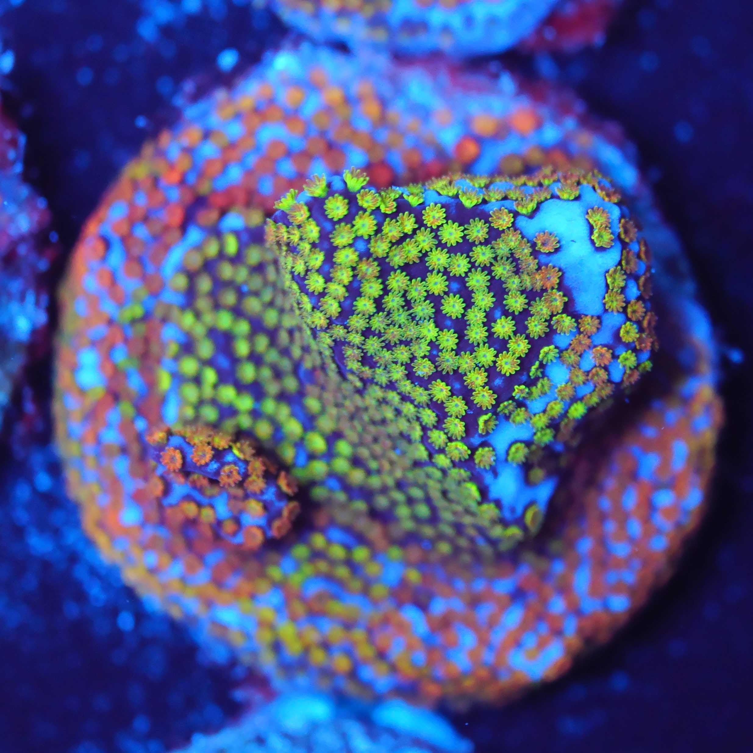 Montipora Rainbow SPS Koralle aus Nachzucht bei Blaulicht