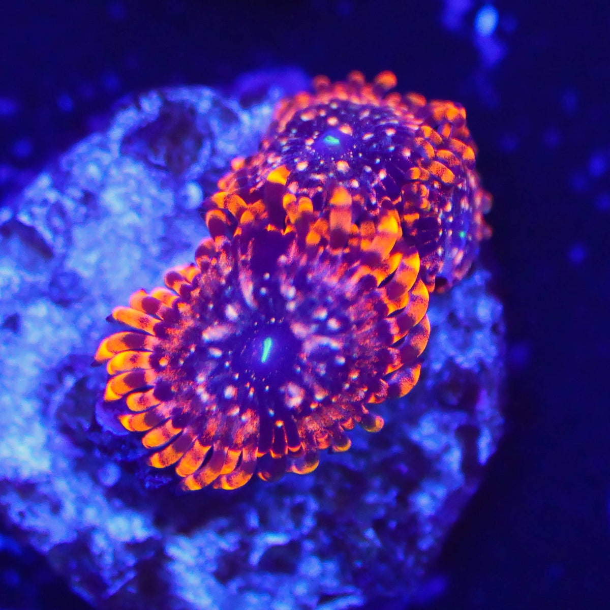 Zoanthus Utter Chaos