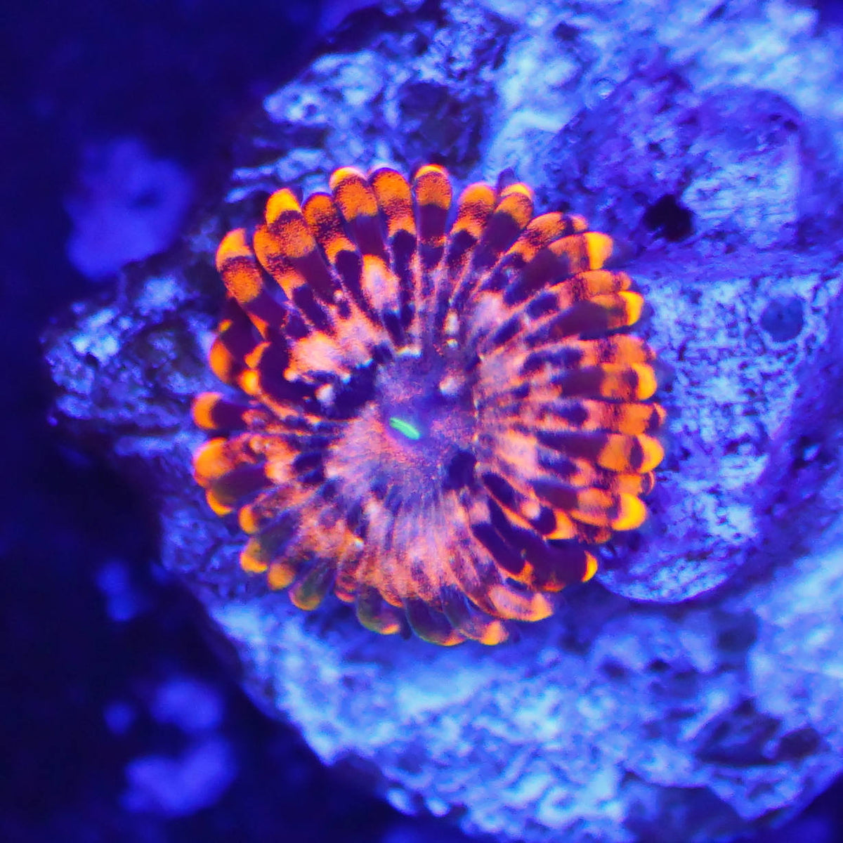 Zoanthus Utter Chaos