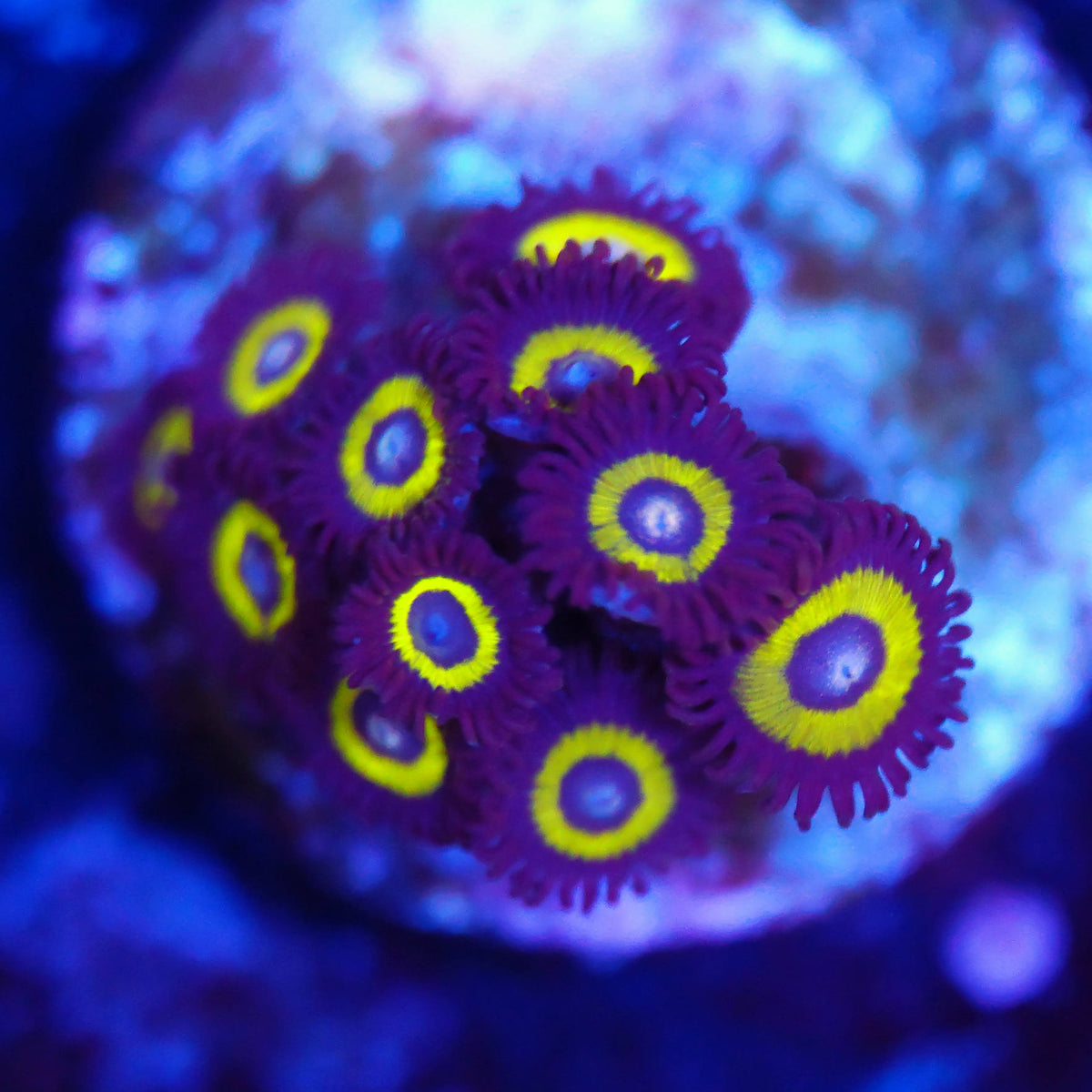 Zoanthus yellow submarin