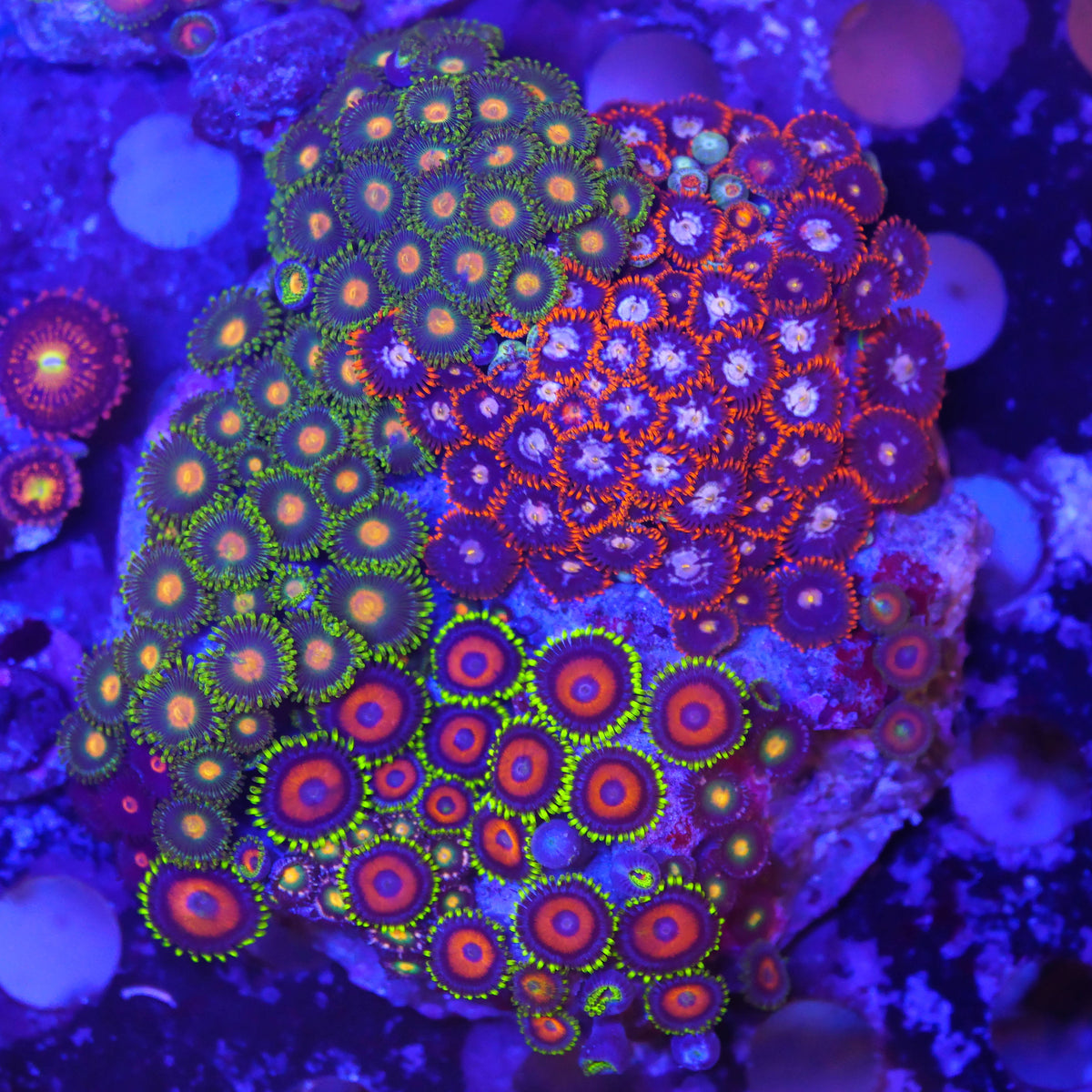 Zoanthus Mix XL WYSIWYG