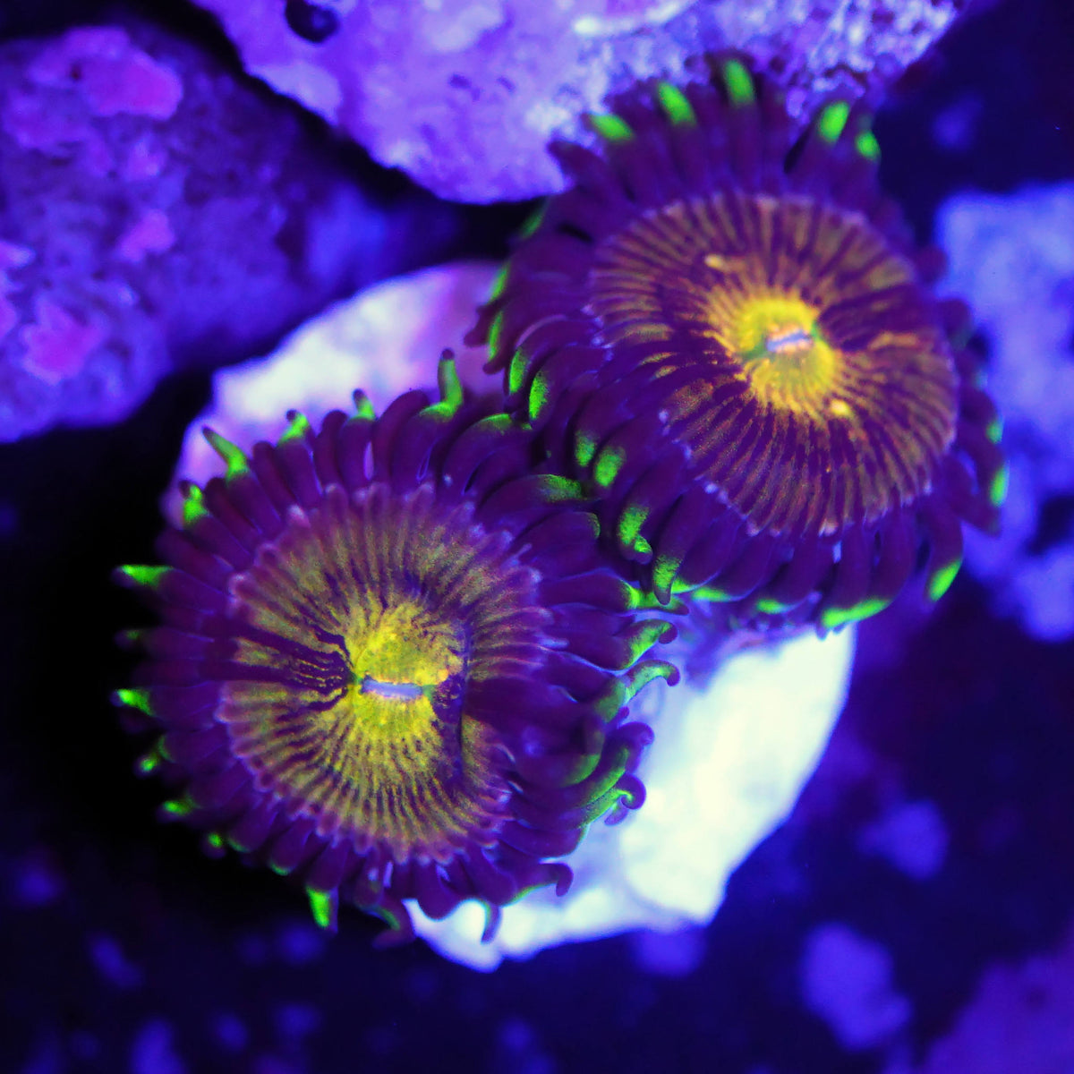 Zoanthus nirvana