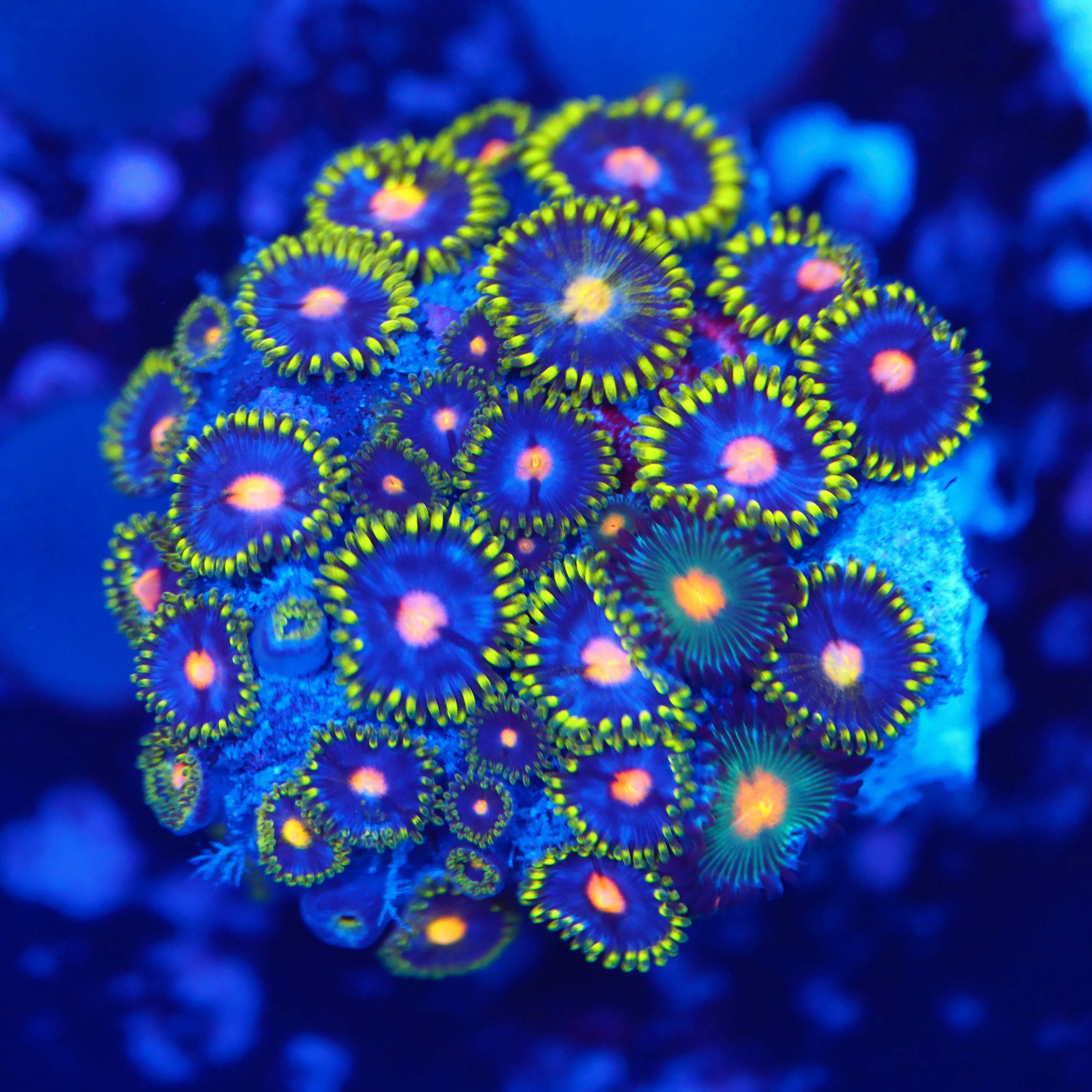 Zoanthus eye of rah XL WYSIWYG